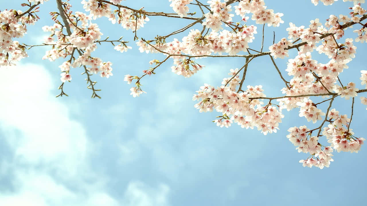 White Flowers 桌布 壁紙 — 柔和的粉紅櫻花在深色樹枝上盛開，背景是帶有縷縷白雲的柔和藍天。