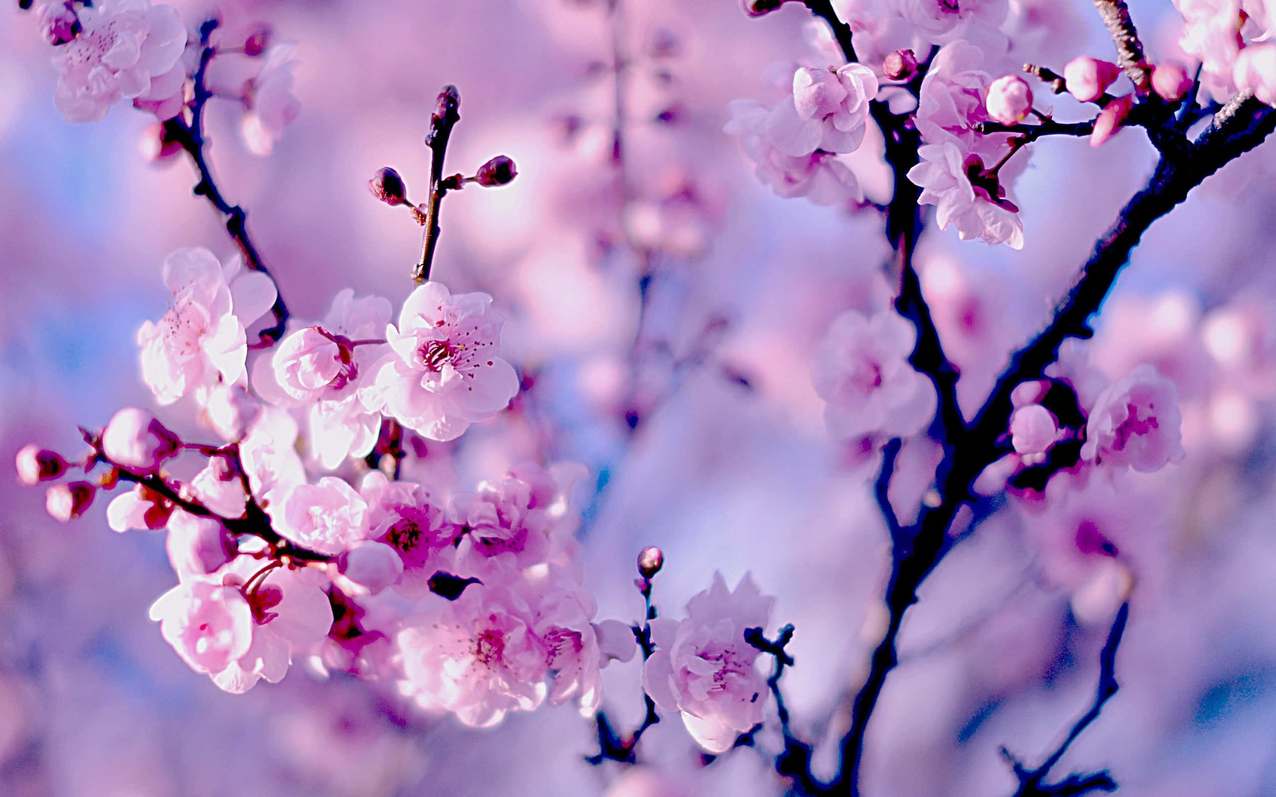 Sakura 桌布 壁紙 — 柔和的粉紅櫻花在深色樹枝上盛開，襯托著柔和的紫色天空。