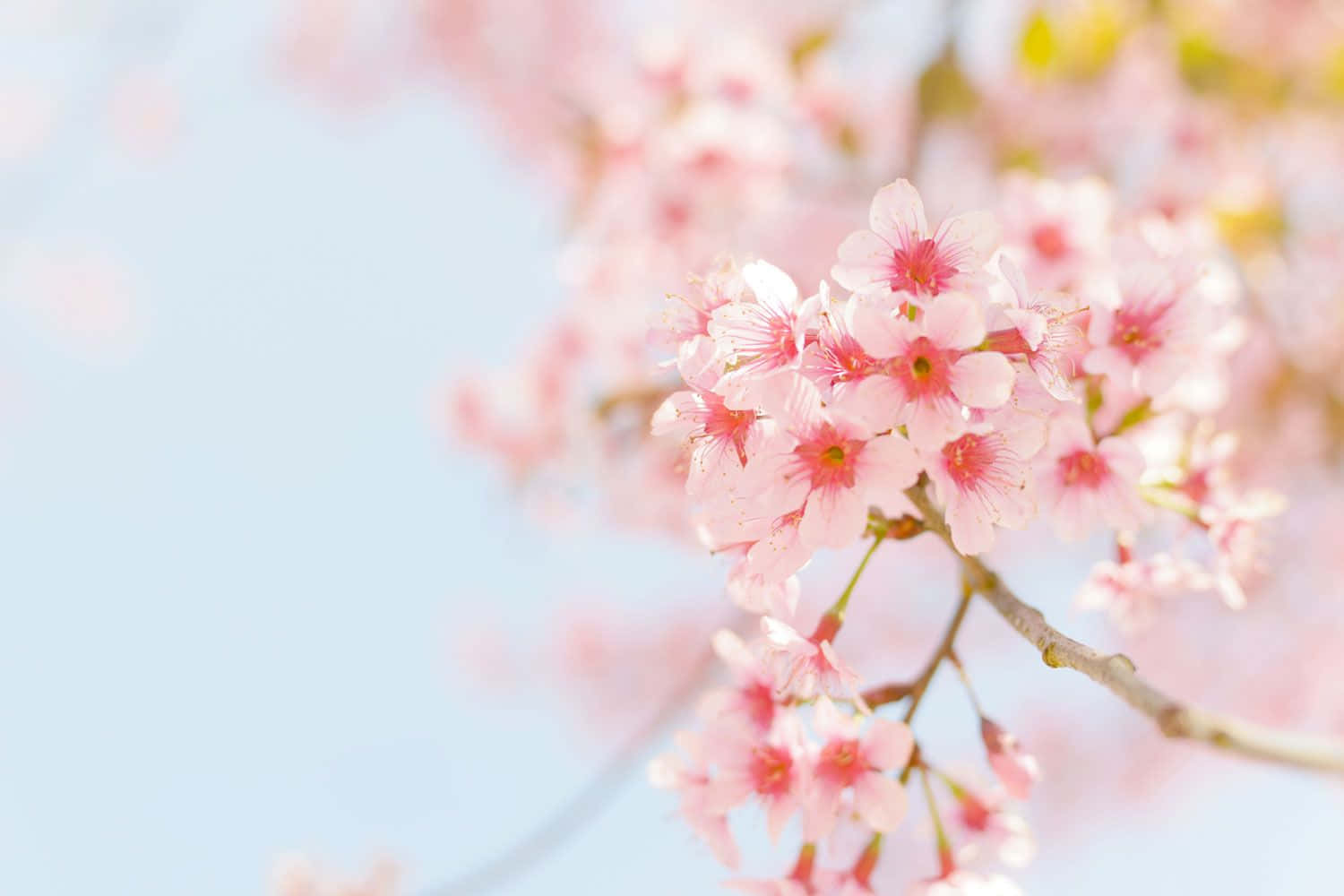 Simple Flower 桌布 壁紙 — 柔和的粉紅櫻花在清澈的藍天下，伴隨著溫柔的春風，細膩地綻放。