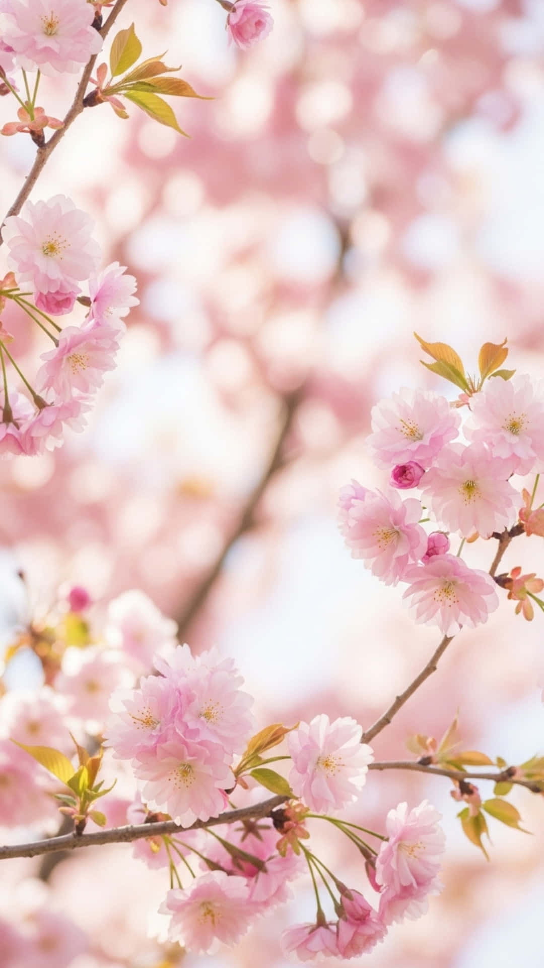 Flowers Background with Blooming Garden, Soft Petals and Green Leaves 壁紙 — 柔和的粉紅櫻花在纖細的枝條上盛開，背景是明亮模糊的天空。