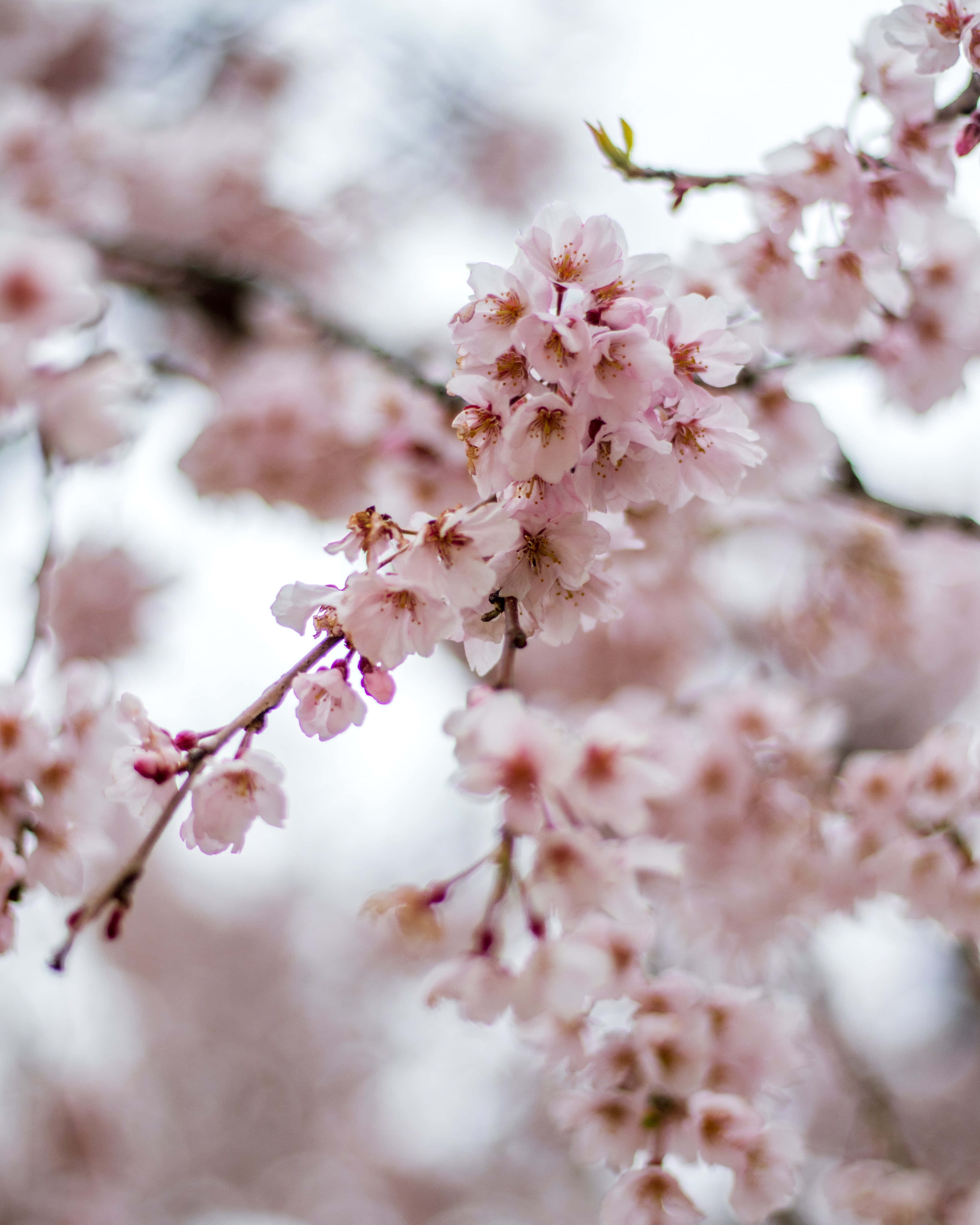 Sakura Blossom 桌布 壁紙 — 柔和的粉紅櫻花在纖細的枝條上盛開，映襯著朦朧的白色天空。
