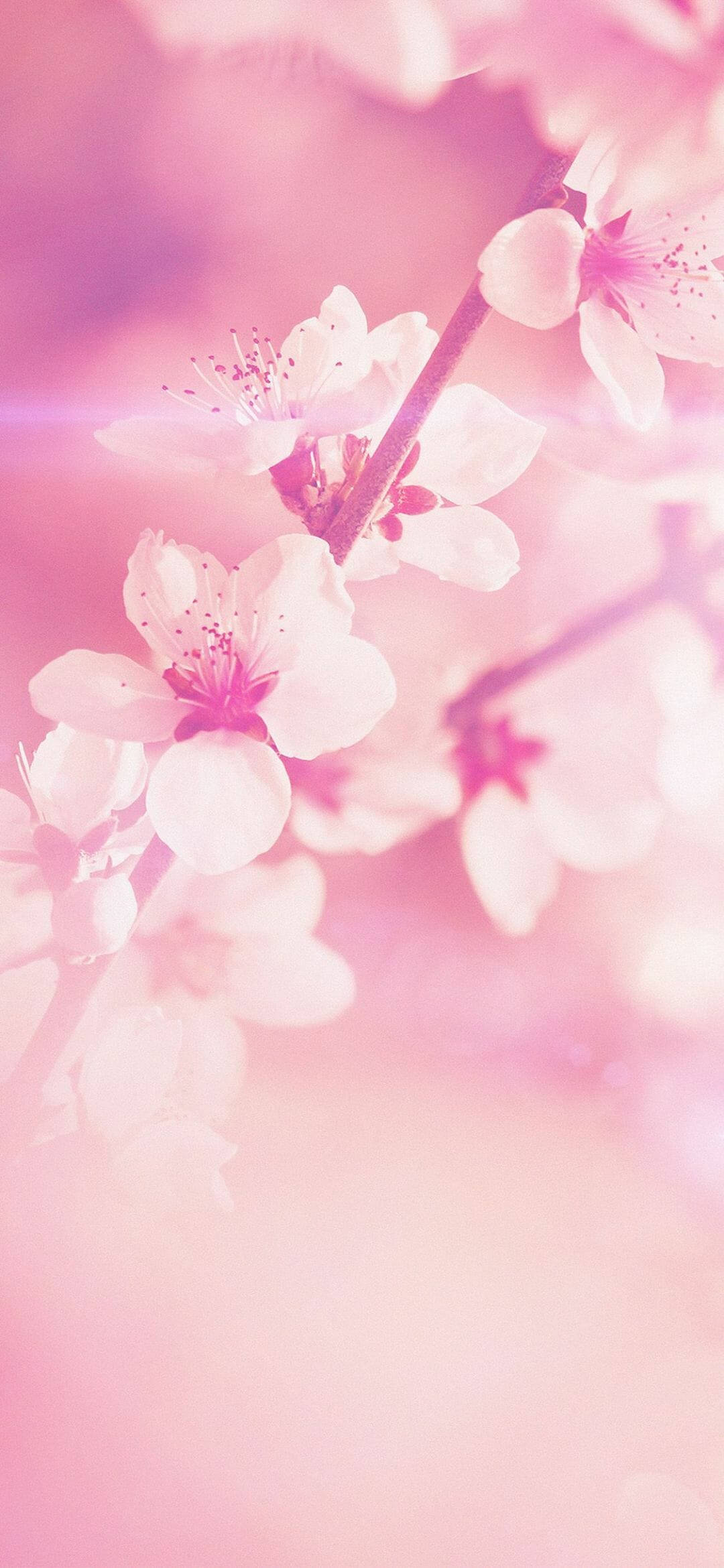 春天 桌布 壁紙 — 柔和的粉紅櫻花在纖細的枝條上精緻綻放，背景是夢幻的粉彩。