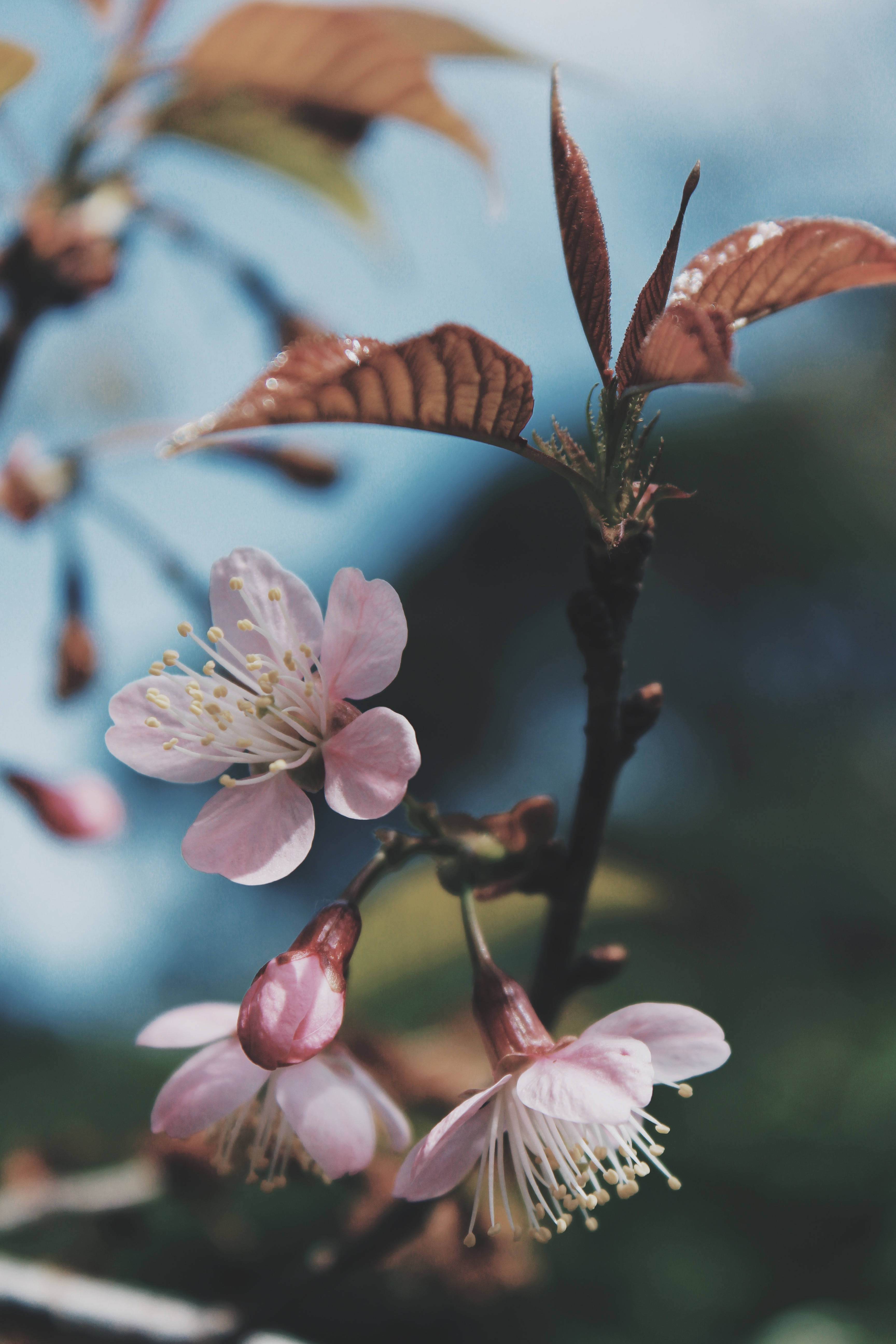 Natural Flower 桌布 壁紙 — 柔和的粉紅櫻花帶著露珠在樹枝上盛開，襯托著柔和的藍天。