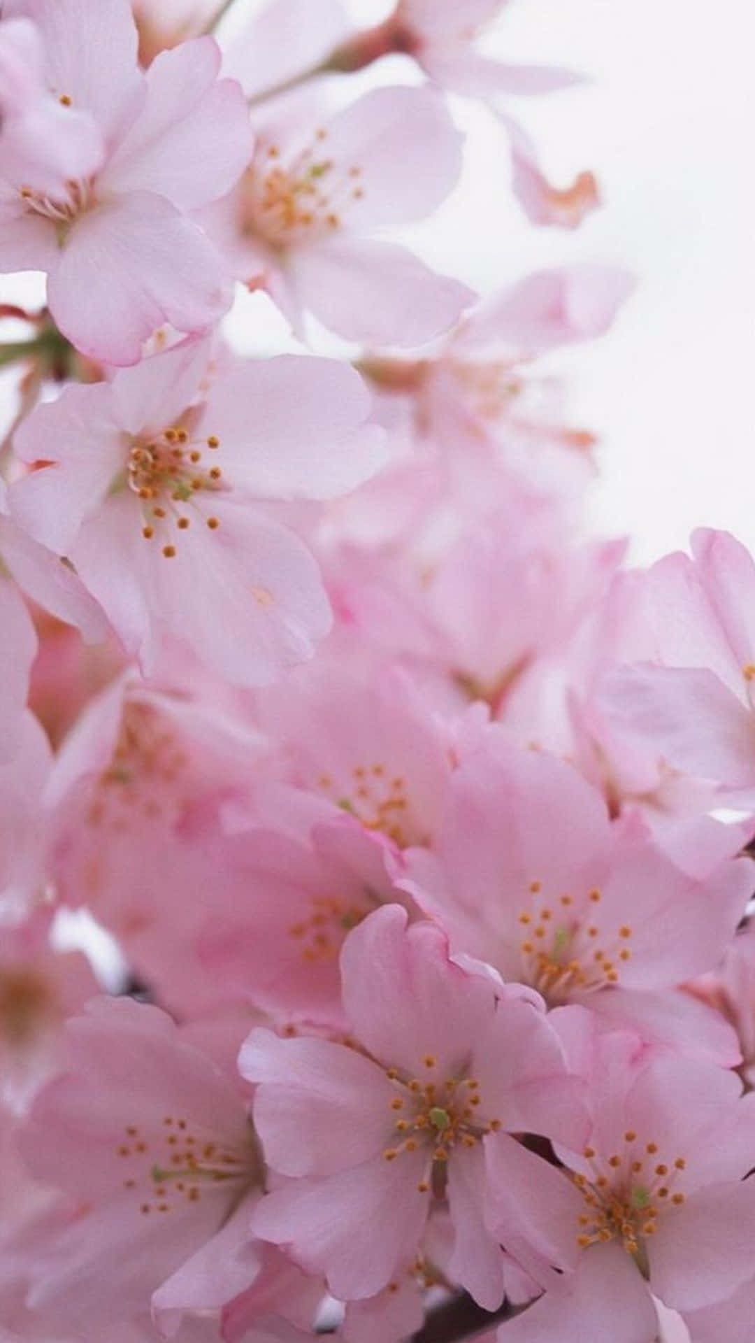 花 iPhone 桌布 壁紙 — 柔和的粉紅櫻花盛開，花瓣細膩，金色雄蕊，襯托在明亮的白色背景上。