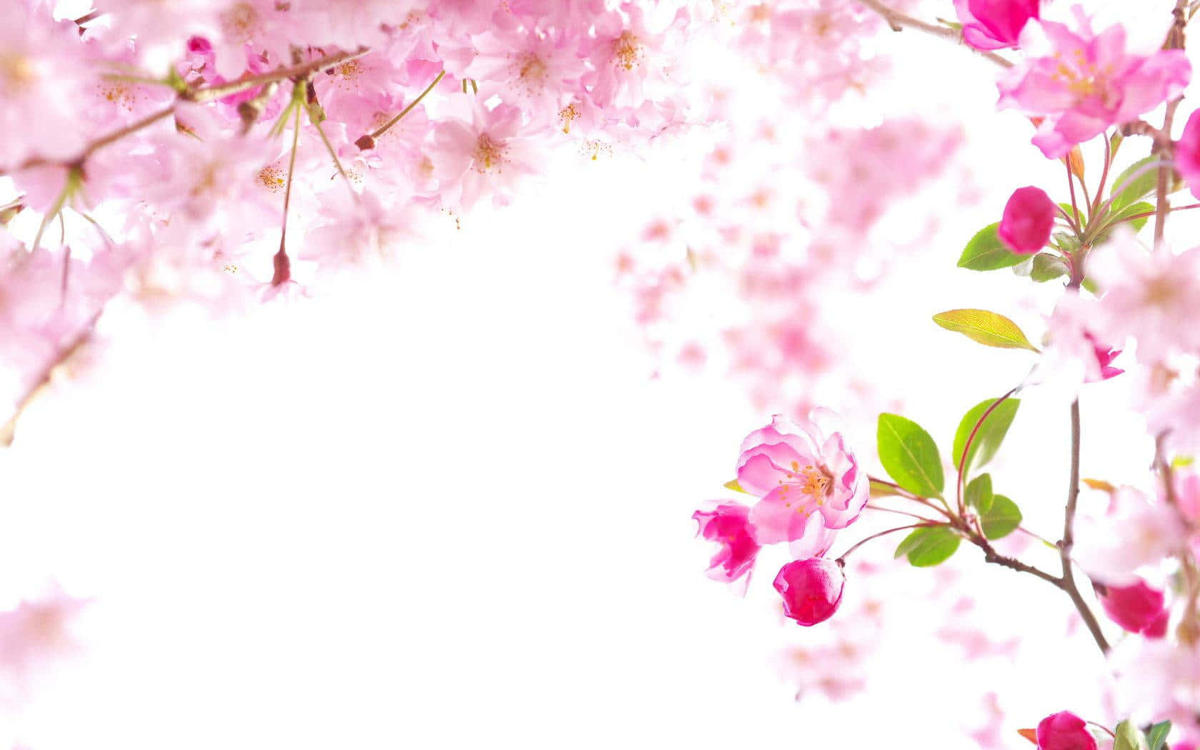 sakura tree 桌布 壁紙 — 柔和的粉紅櫻花輕輕襯托著明亮的白色背景，細嫩的綠葉從中探出頭來。