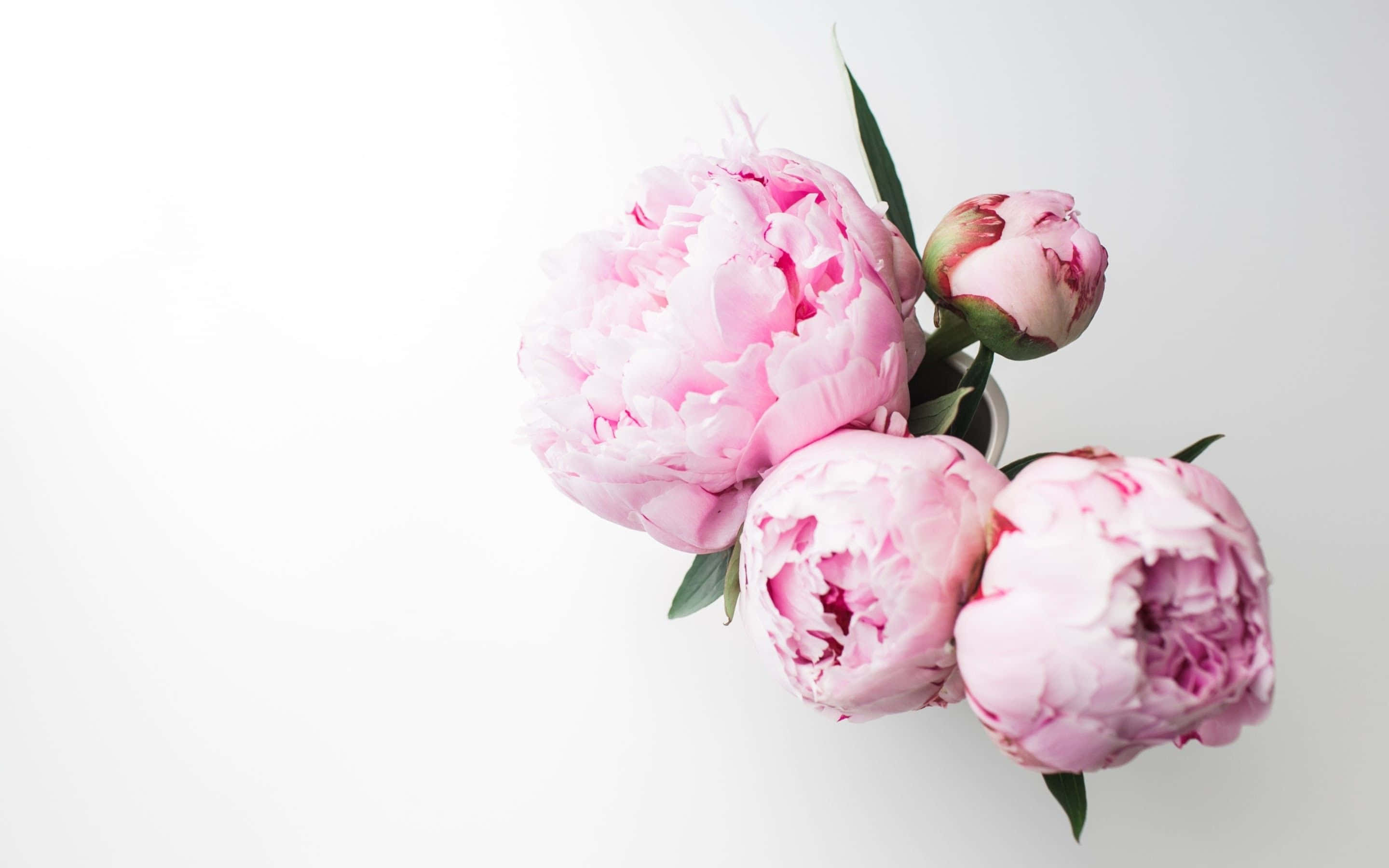 Peony 桌布 壁紙 — 柔和的粉紅牡丹搭配綠色莖幹，在潔白背景上綻放，呈現極簡主義靜物風格。