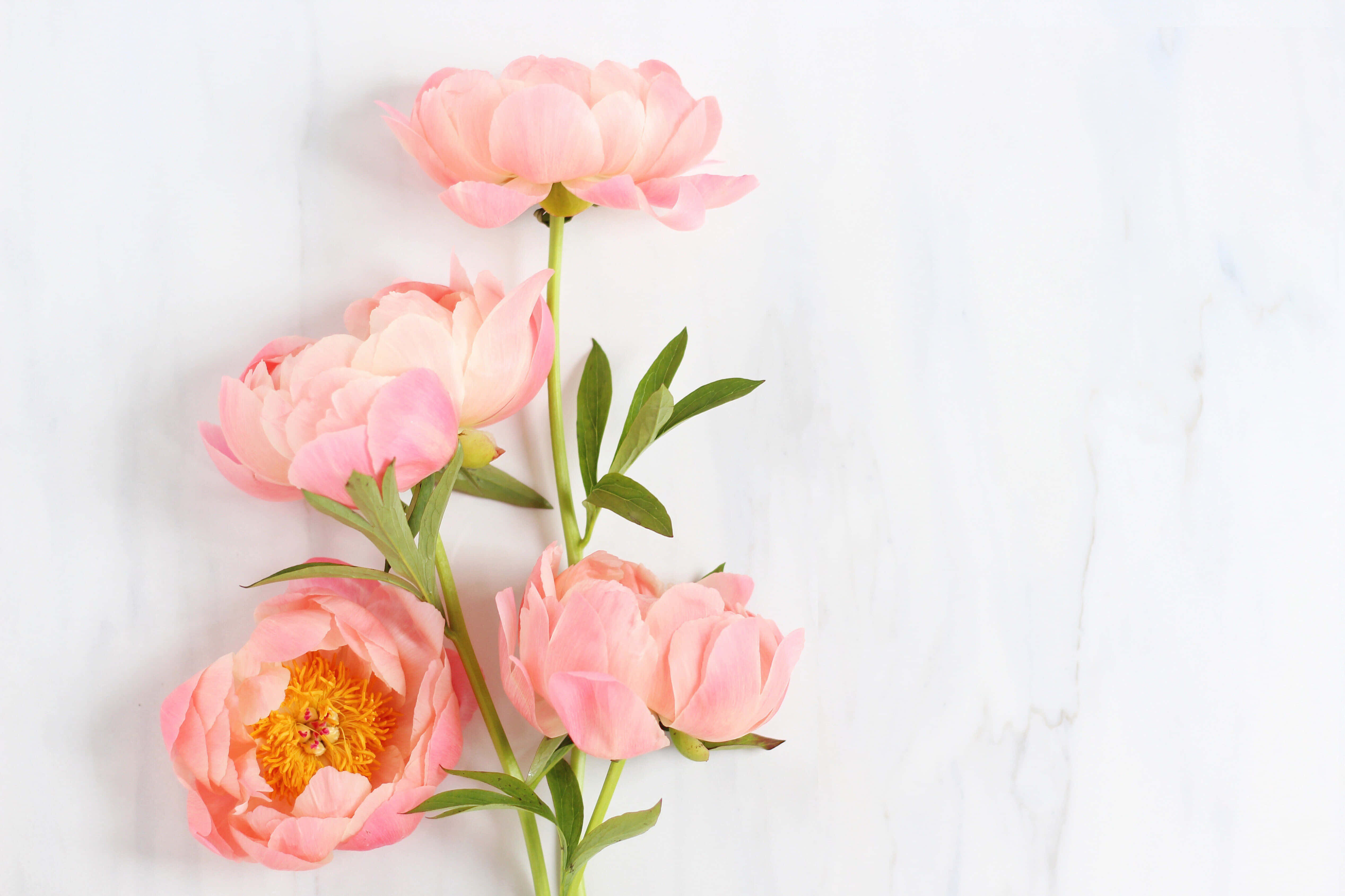 Peony 桌布 壁紙 — 柔和的粉紅牡丹配以綠色莖稈，在潔淨的白色大理石背景上優雅綻放。