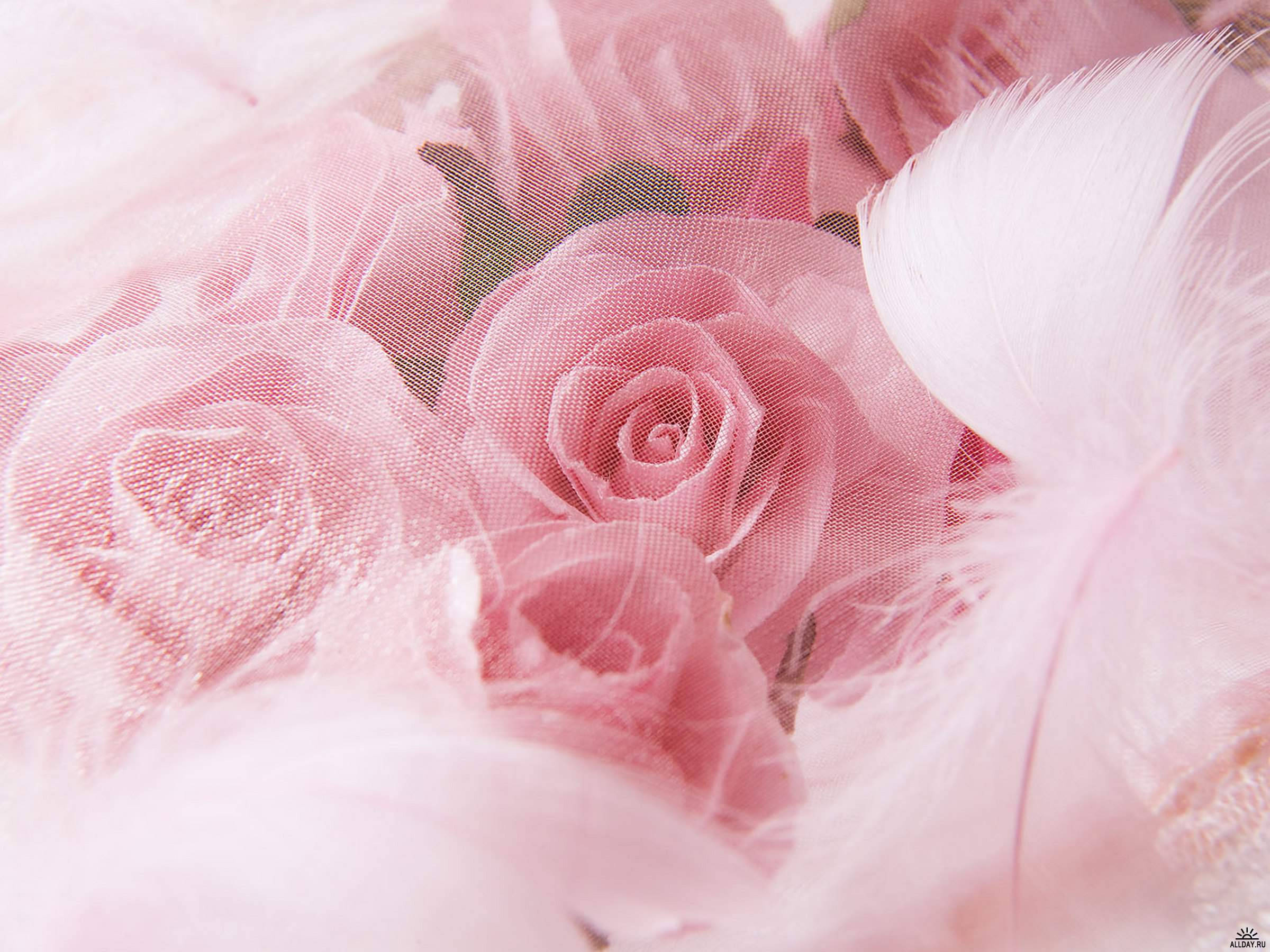 Wedding Aesthetic 桌布 壁紙 — 柔和的粉紅玫瑰和白色羽毛輕輕分層在薄紗下，構成夢幻浪漫的構圖。