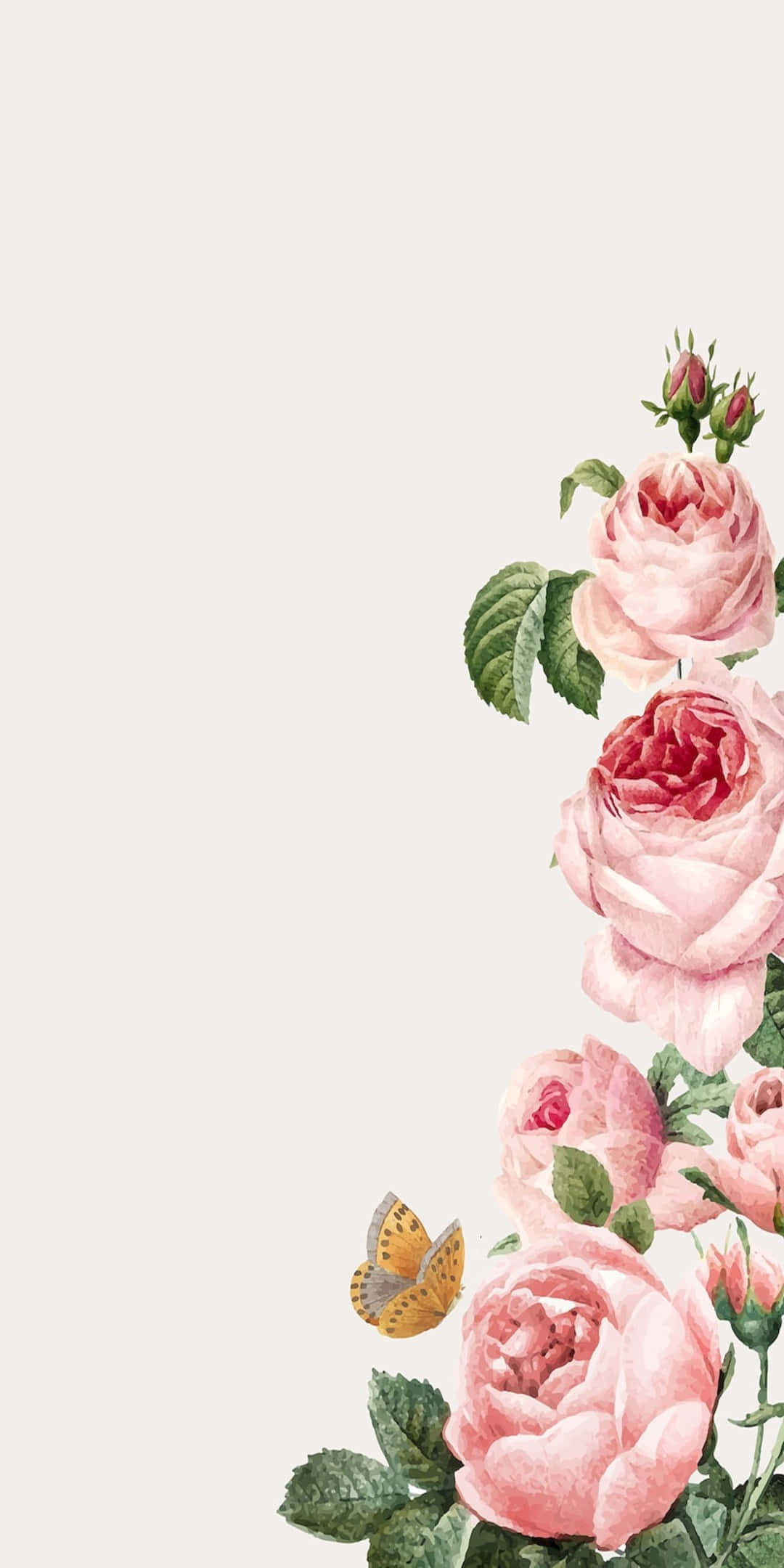 Pixel 3 Roses 桌布 壁紙 — 柔和的粉紅玫瑰和綠葉在淡色背景的右側層疊而下，附近有一隻精緻的蝴蝶翩翩起舞。