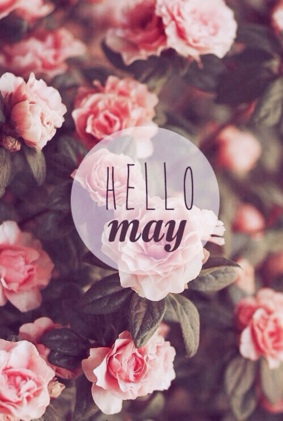 May 桌布 壁紙 — 柔和的粉紅玫瑰在一個半透明圓圈周圍茂盛綻放，圓圈內以優雅字體寫著 hello may。