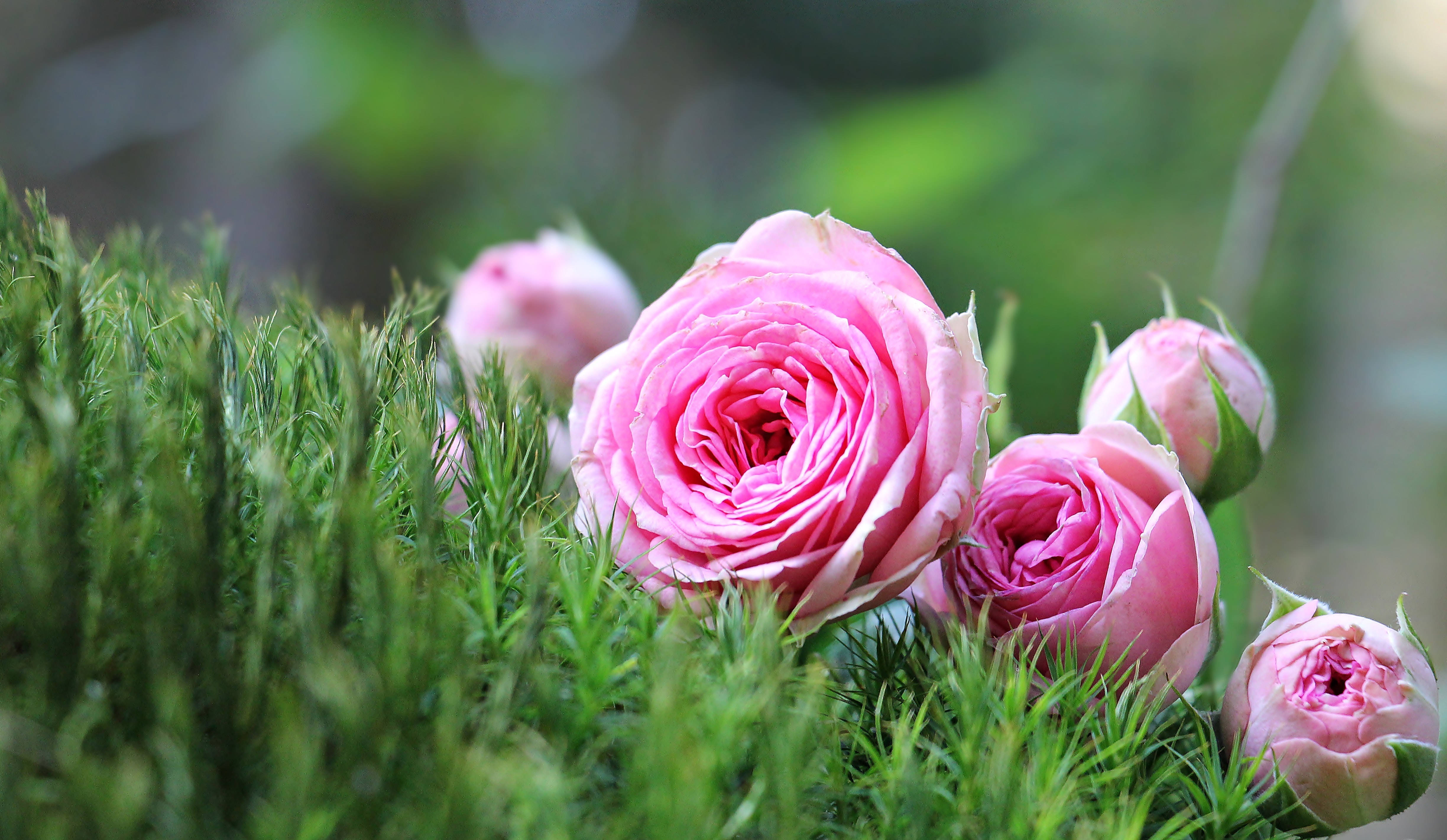 Roses Desktop 桌布 壁紙 — 柔和的粉紅玫瑰在充滿活力的綠色苔蘚中盛開，寧靜的花園特寫。