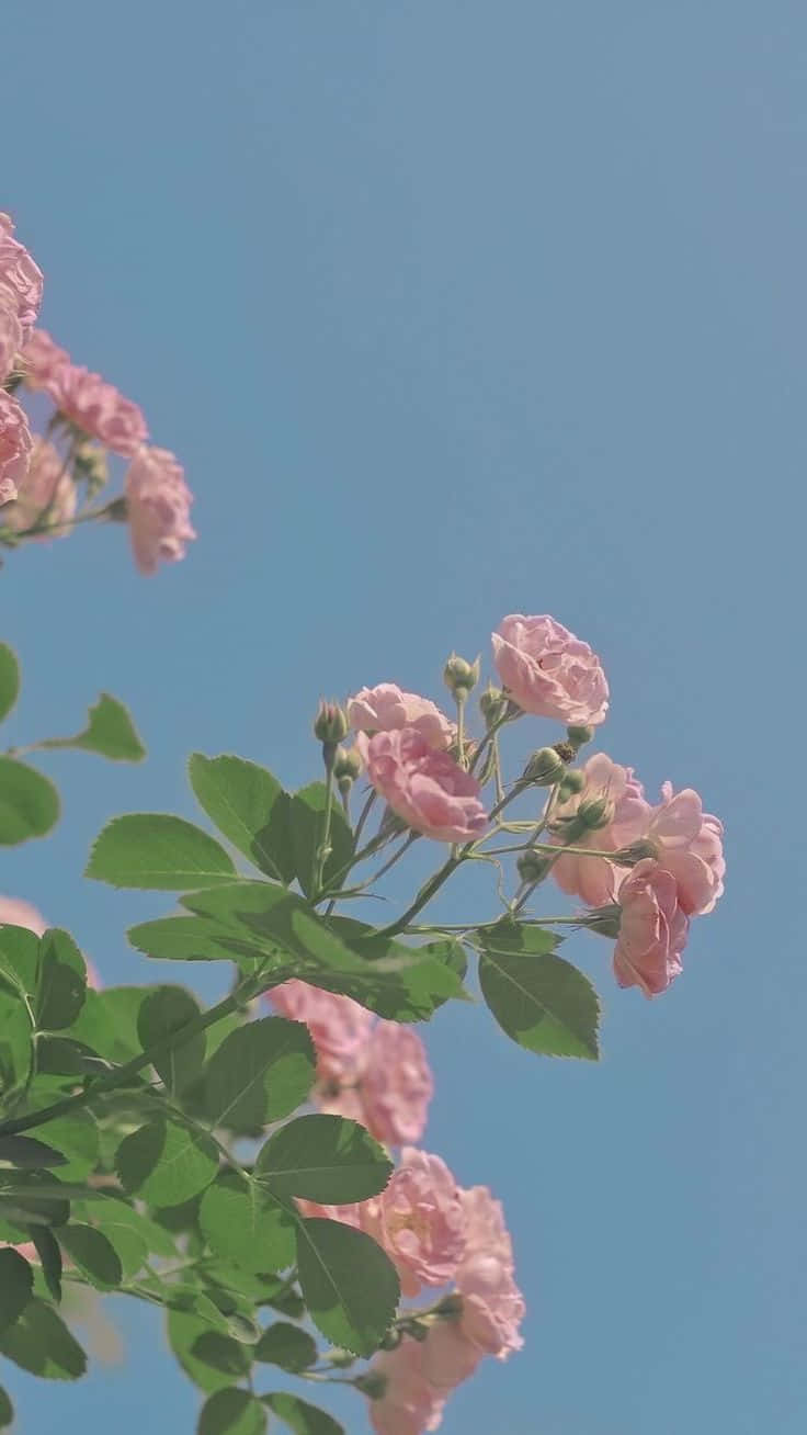 花朵美學動態圖 桌布 壁紙 — 柔和的粉紅玫瑰在晴朗的藍天下，伴隨著茂盛的綠葉，在溫和的陽光中綻放。