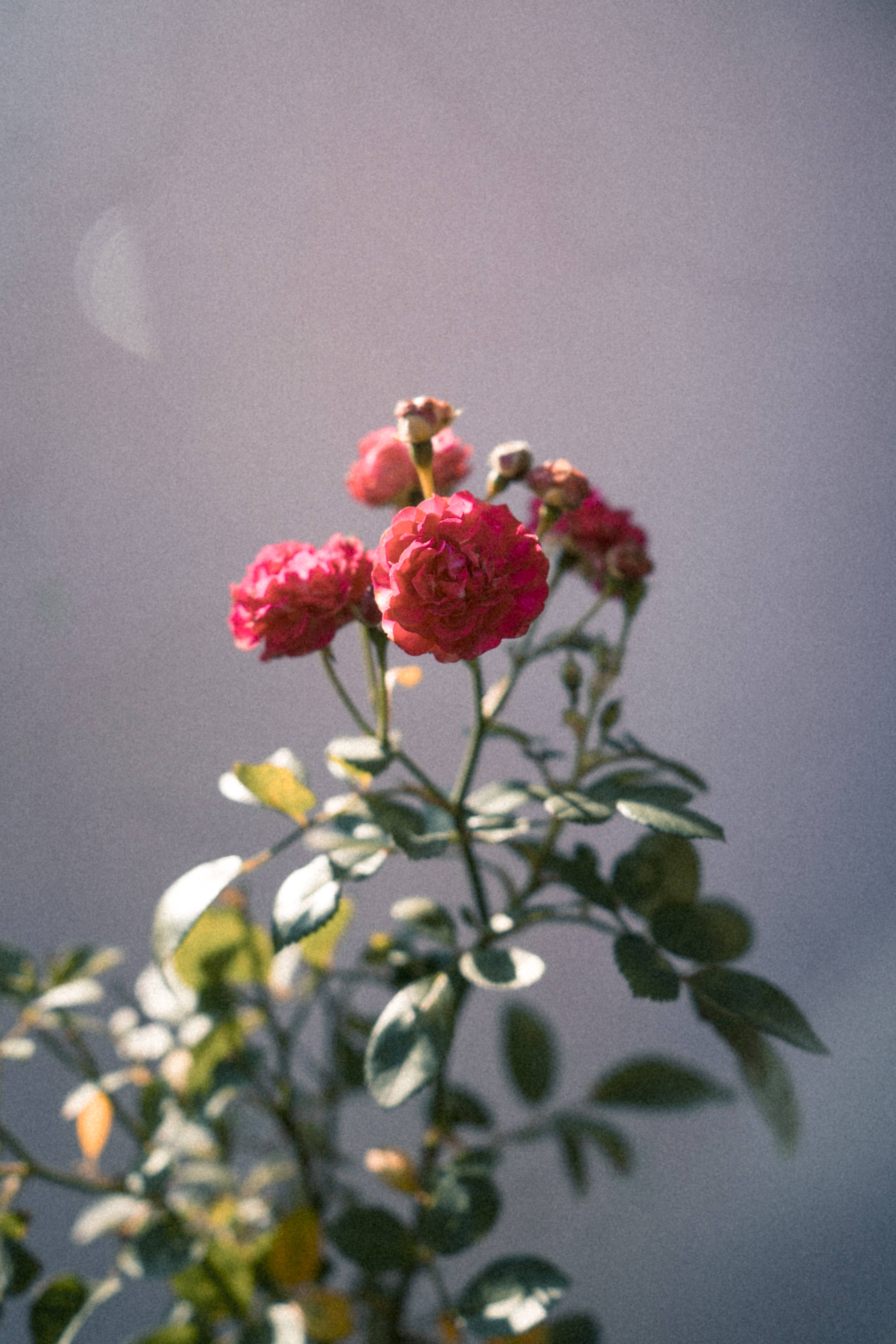 tumblr 花朵 桌布 壁紙 — 柔和的粉紅玫瑰在朦朧的紫色天空下綻放，帶有柔和的背光和鏡頭光暈。