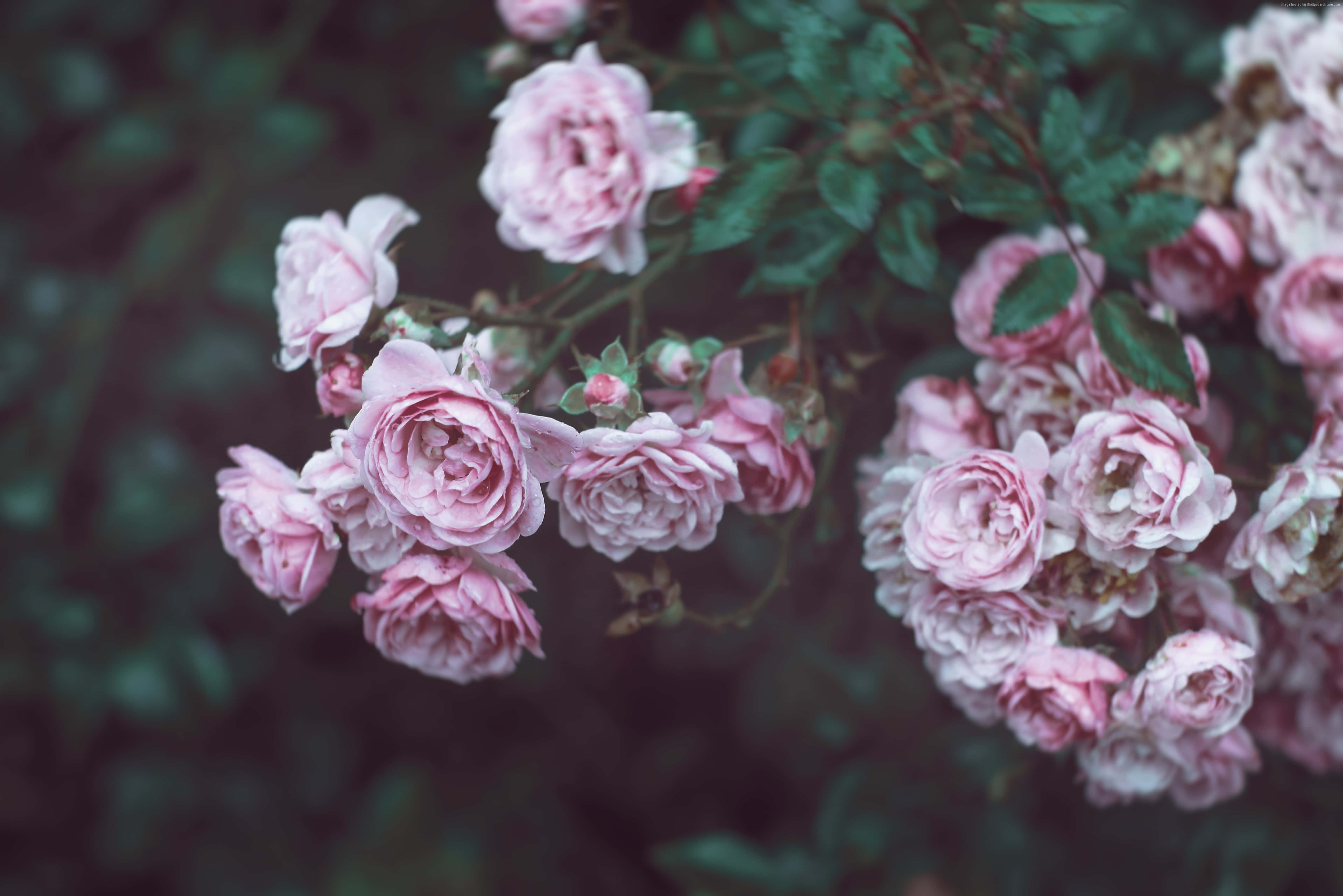Valentines Day Roses 桌布 壁紙 — 柔和的粉紅玫瑰在模糊的綠色背景下，在寧靜的花園場景中細膩綻放。