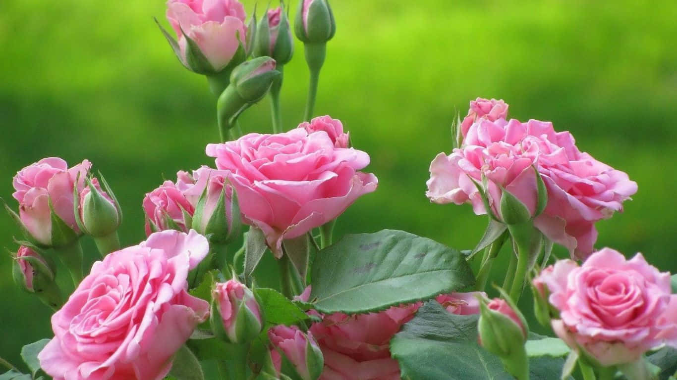 1366x768 Roses 桌布 壁紙 — 柔和的粉紅玫瑰在模糊的綠色背景下盛開，伴隨著茂盛的綠葉。