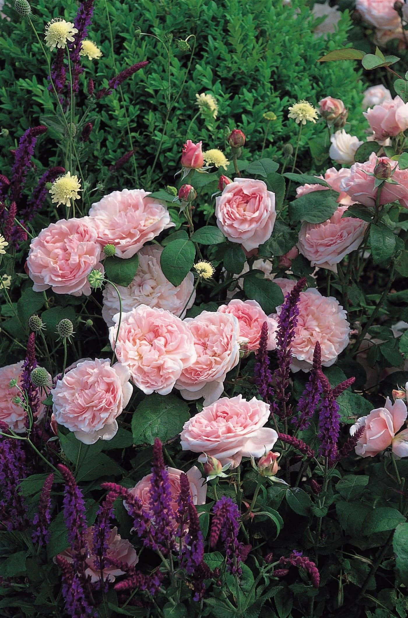 English Rose Garden 桌布 壁紙 — 柔和的粉紅玫瑰在深綠色葉片和尖紫色花朵之間，於陽光普照的花壇中茂盛綻放。