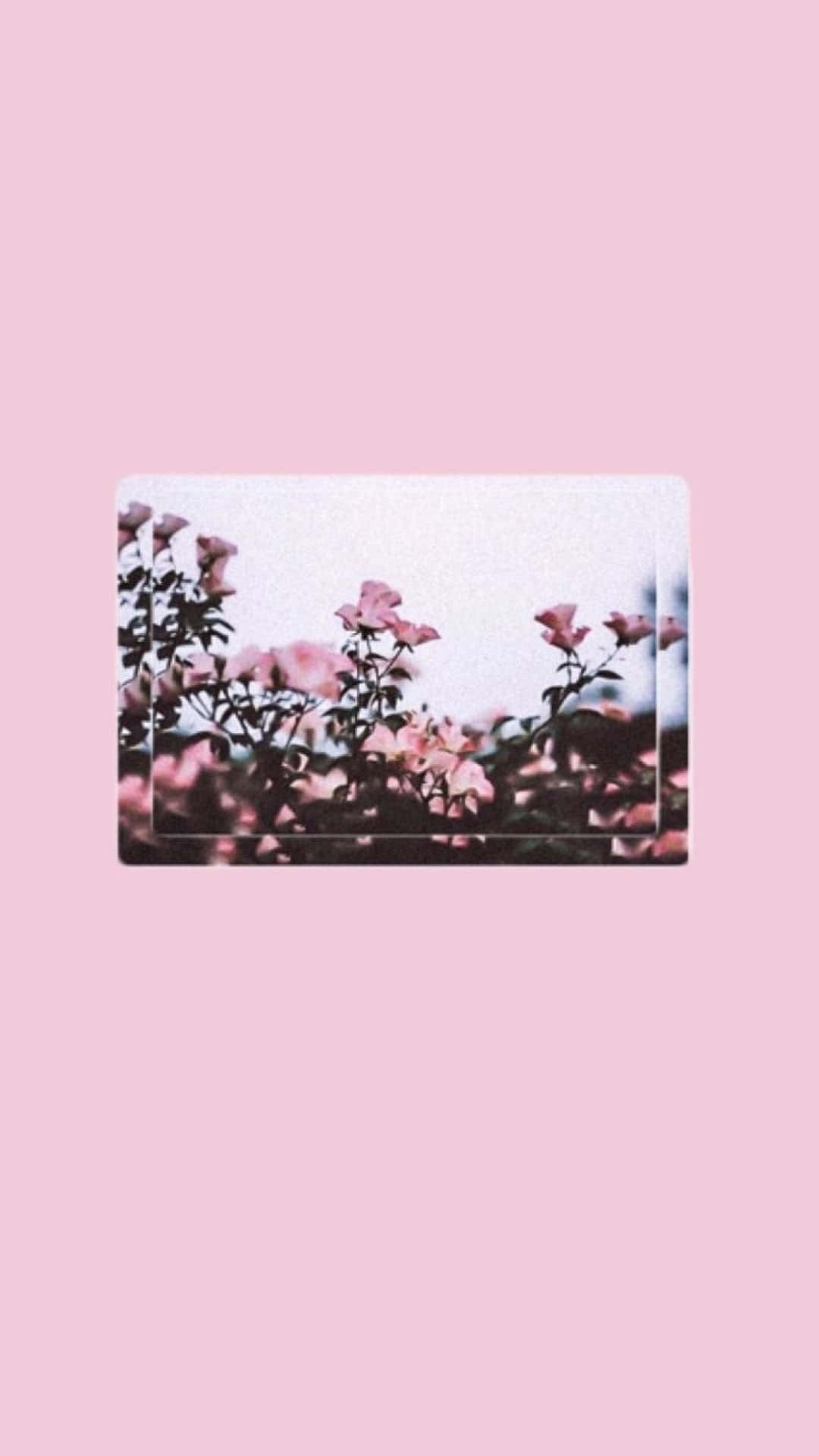Cool Pink 桌布 壁紙 — 柔和的粉紅玫瑰在粉彩粉紅背景上以極簡花卉構圖輕輕綻放。