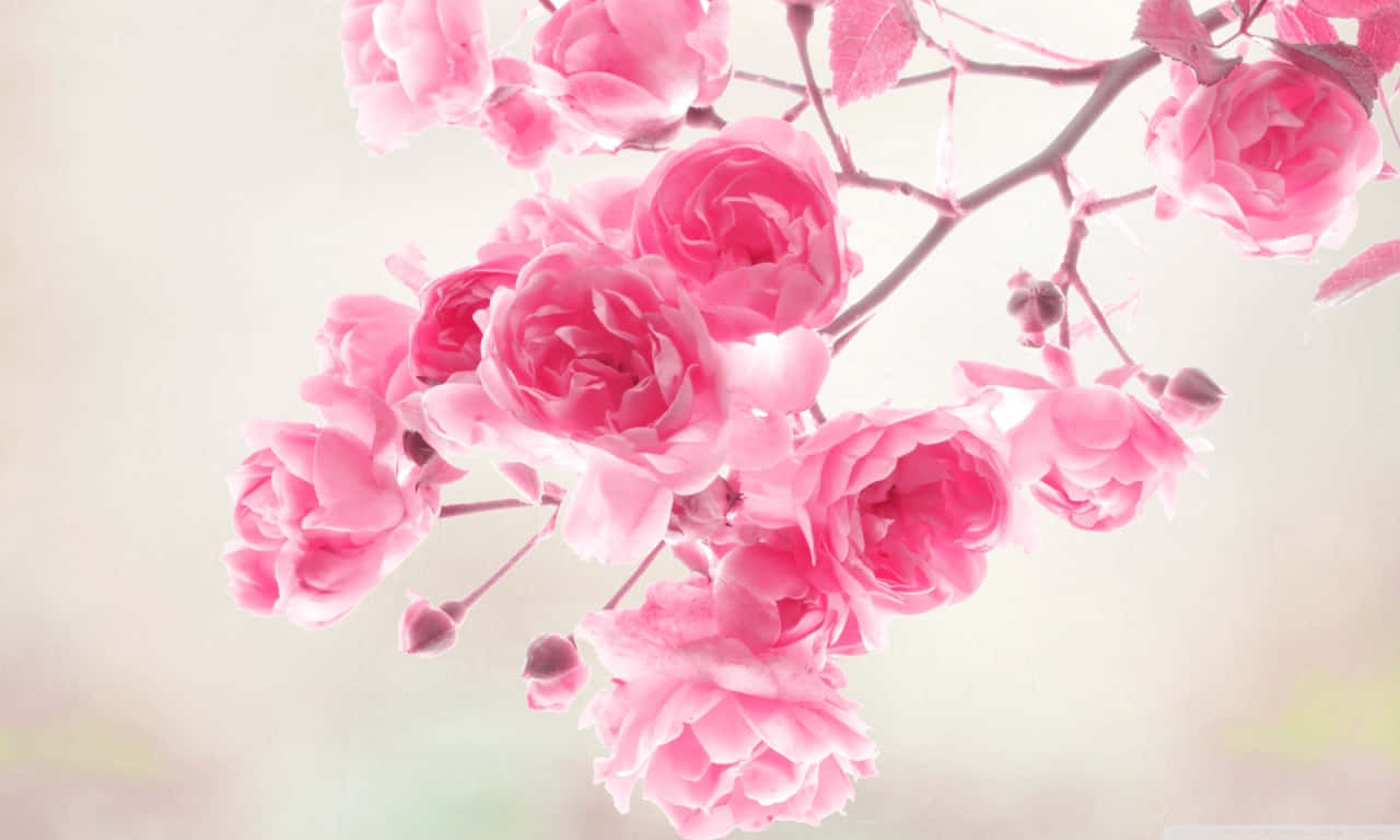1280x768 Rose 桌布 壁紙 — 柔和的粉紅玫瑰在纖細的枝條上優雅綻放，背景是朦朧的粉彩。