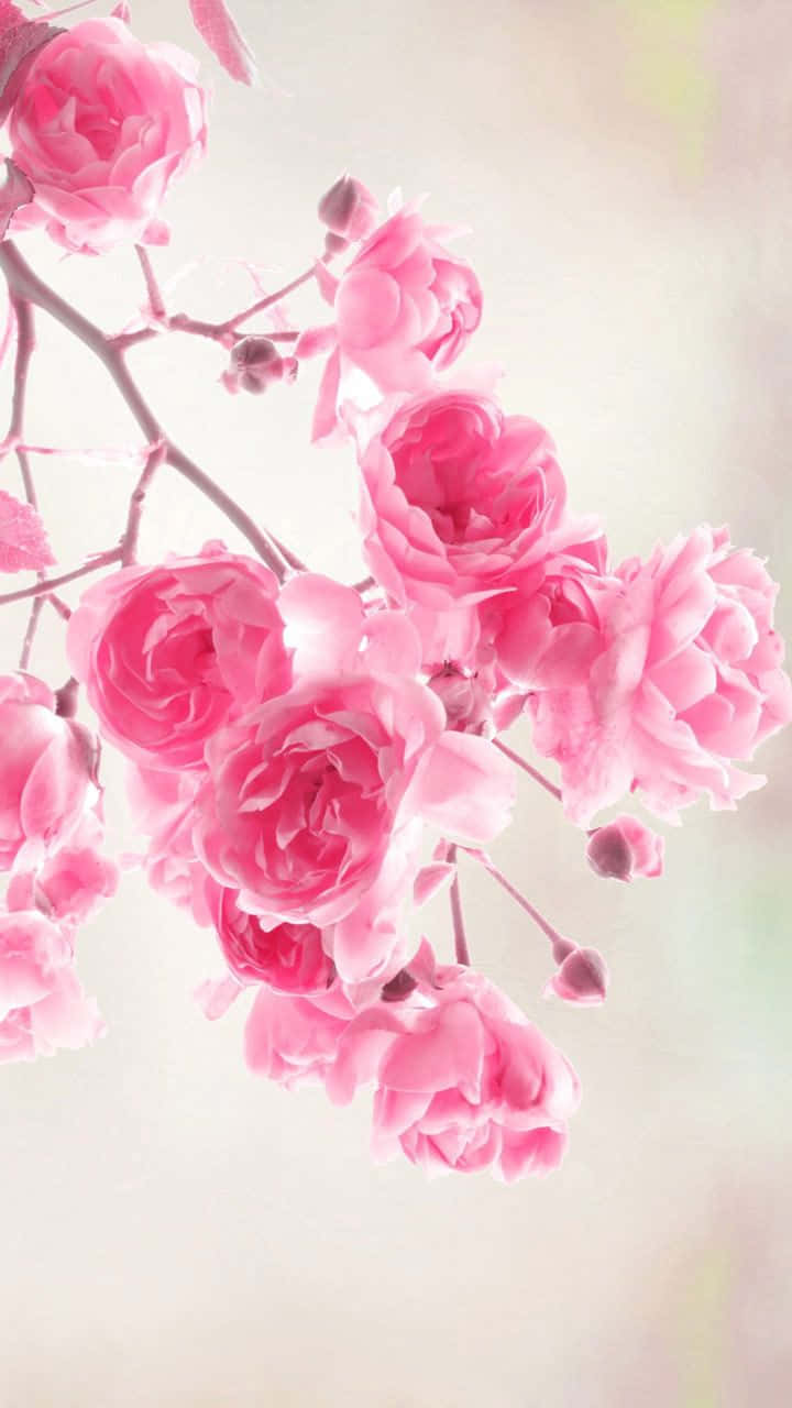 Pink Flowers 桌布 壁紙 — 柔和的粉紅玫瑰在纖細的枝條上優雅綻放，襯托夢幻的粉彩背景。