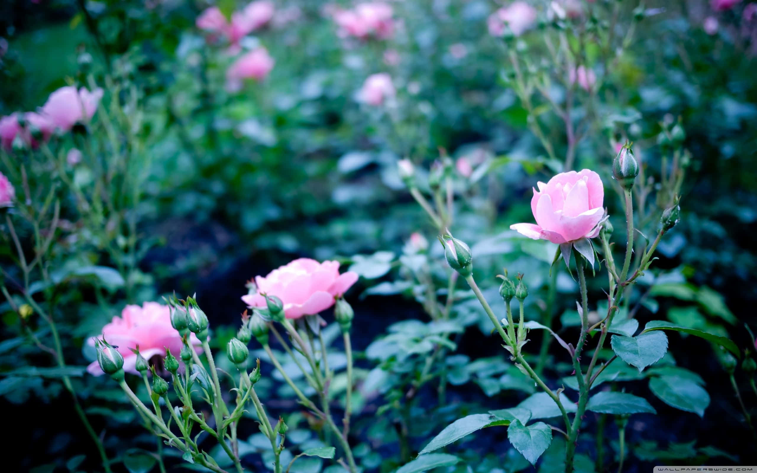 Pink Flowers 桌布 壁紙 — 柔和的粉紅玫瑰在茂密的綠葉中盛開，寧靜的花園沐浴在清涼、柔和的光線中。