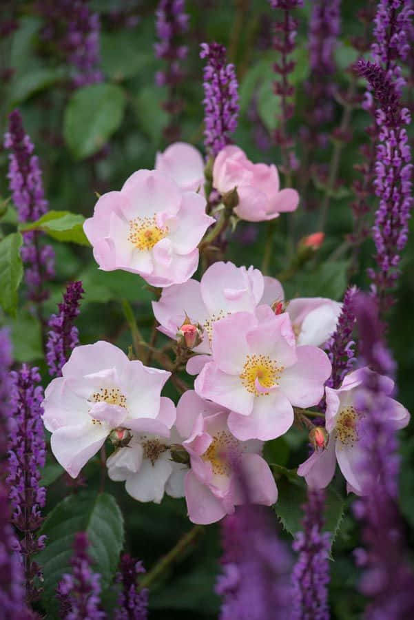 English Rose Garden 桌布 壁紙 — 柔和的粉紅玫瑰在茂盛花園中，在高高的紫色薰衣草穗間盛開。