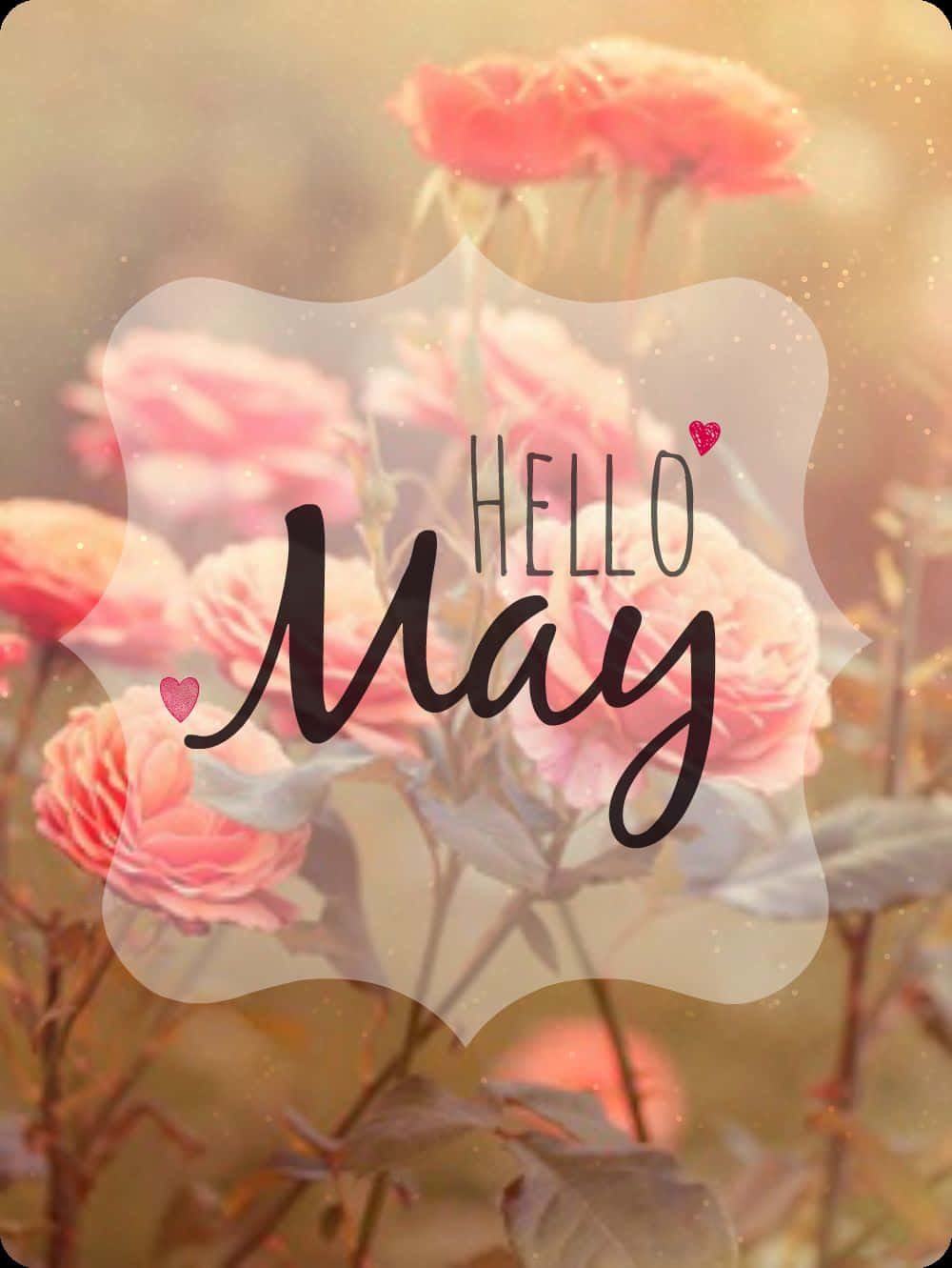May 桌布 壁紙 — 柔和的粉紅玫瑰在透明盾牌後溫暖地發光，帶有優雅的hello May字體和小愛心。