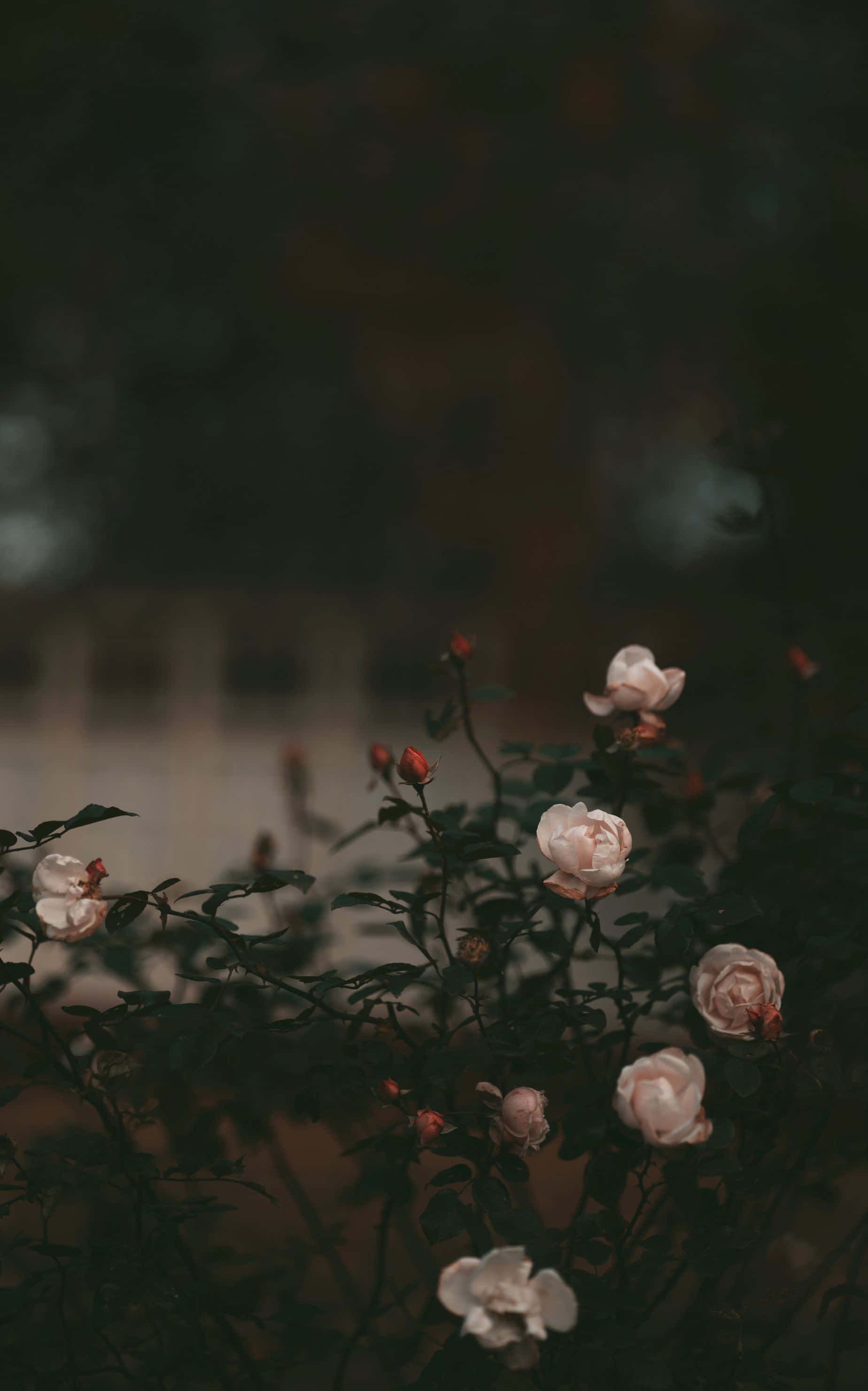 1848x2960 桌布 壁紙 — 柔和的粉紅玫瑰在黑暗模糊的背景中細膩綻放，營造出憂鬱的花園場景。
