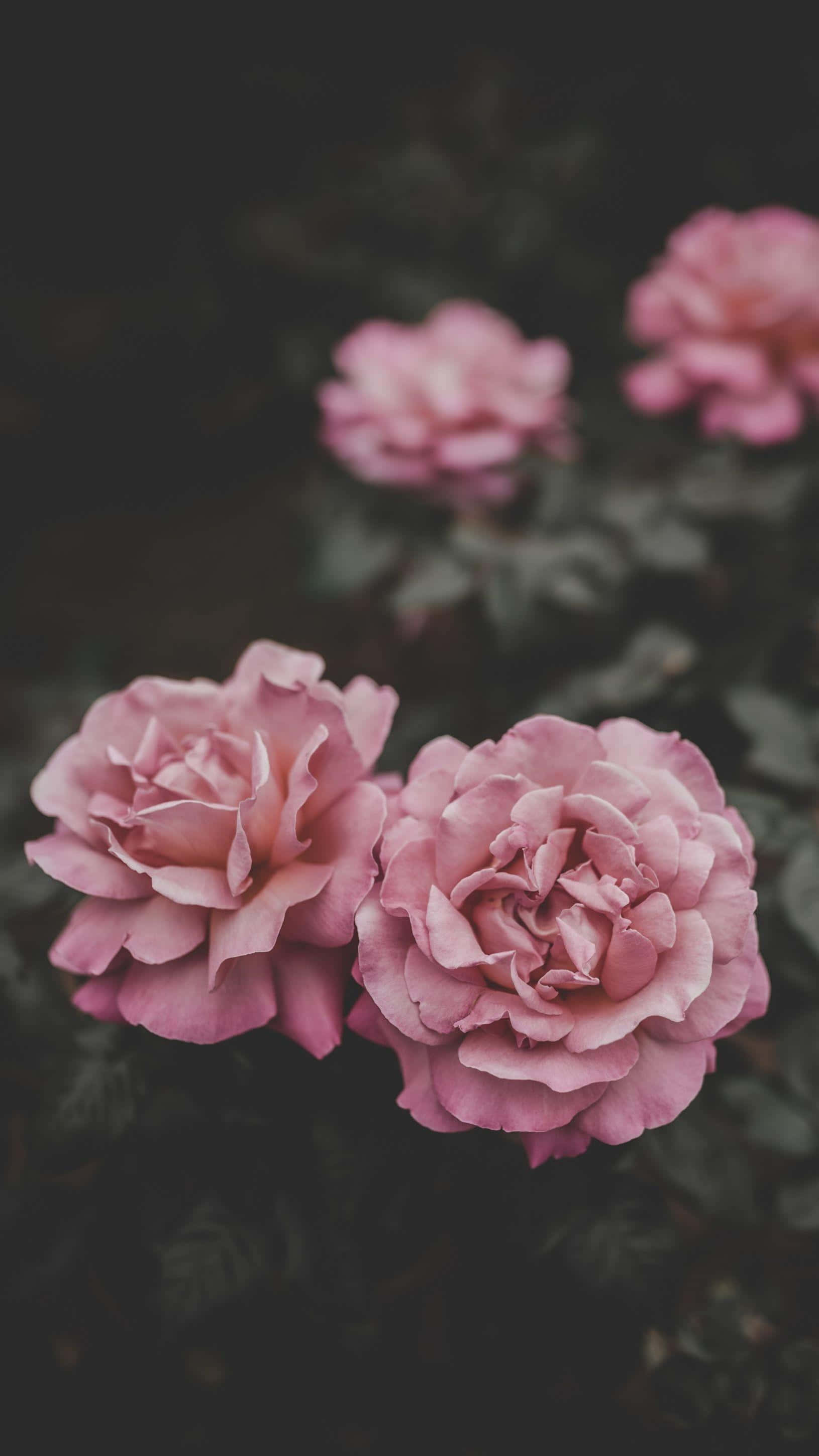 iPhone Flowers 桌布 壁紙 — 柔和的粉紅玫瑰在黑暗模糊的花園背景下以柔和焦點盛開。