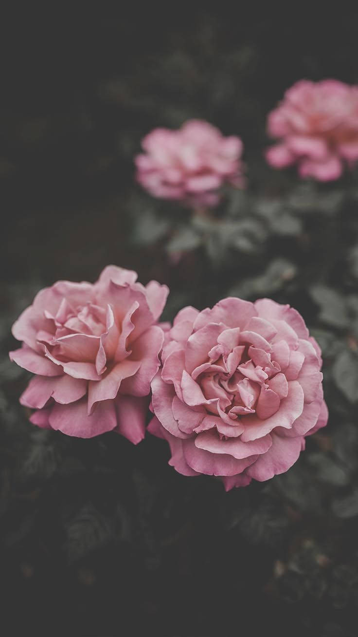 iPhone 桌布 壁紙 — 柔和的粉紅玫瑰在黑暗模糊的花園背景下以淺景深細膩綻放。