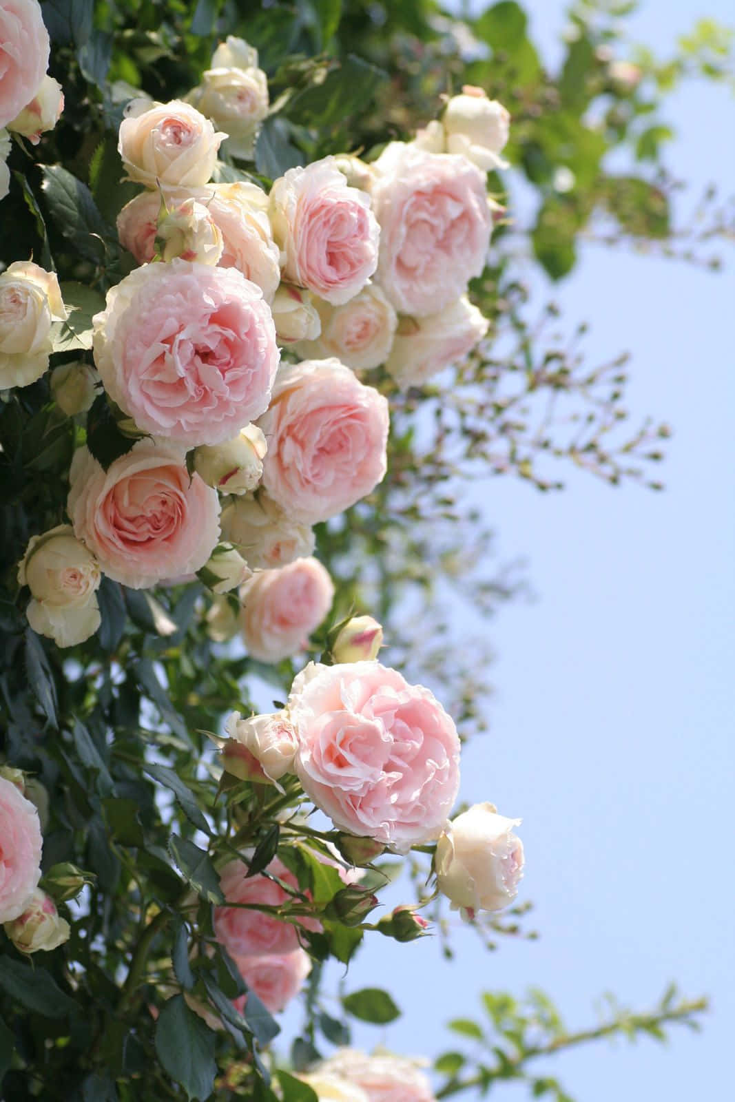 English Rose Garden 桌布 壁紙 — 柔和的粉紅玫瑰如瀑布般綻放，映襯著清澈的藍天和茂密的綠葉。