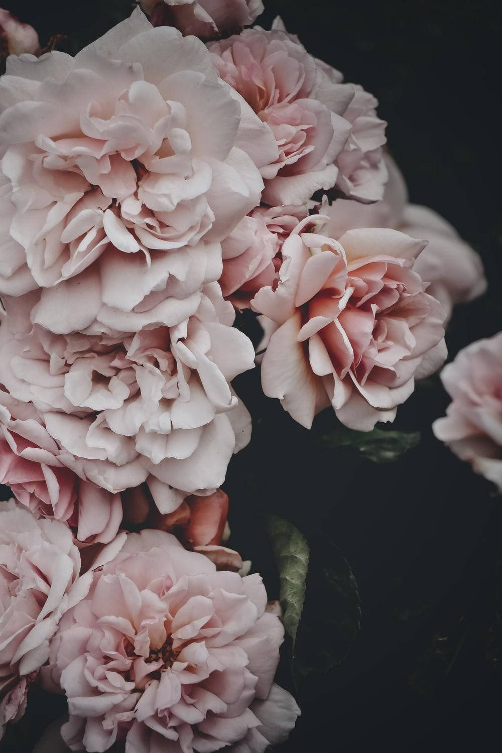 Peony 桌布 壁紙 — 柔和的粉紅玫瑰密集綻放，襯托著深色陰鬱的背景，細嫩的綠葉隱約可見。