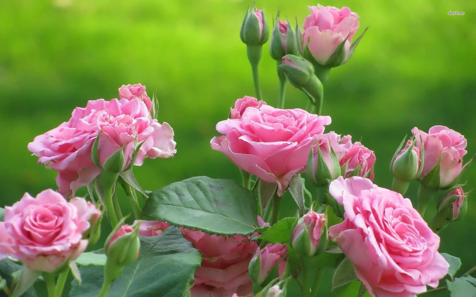 HD Rose 桌布 壁紙 — 柔和的粉紅玫瑰盛開，綠色花蕾和葉子映襯在模糊的綠色背景上。