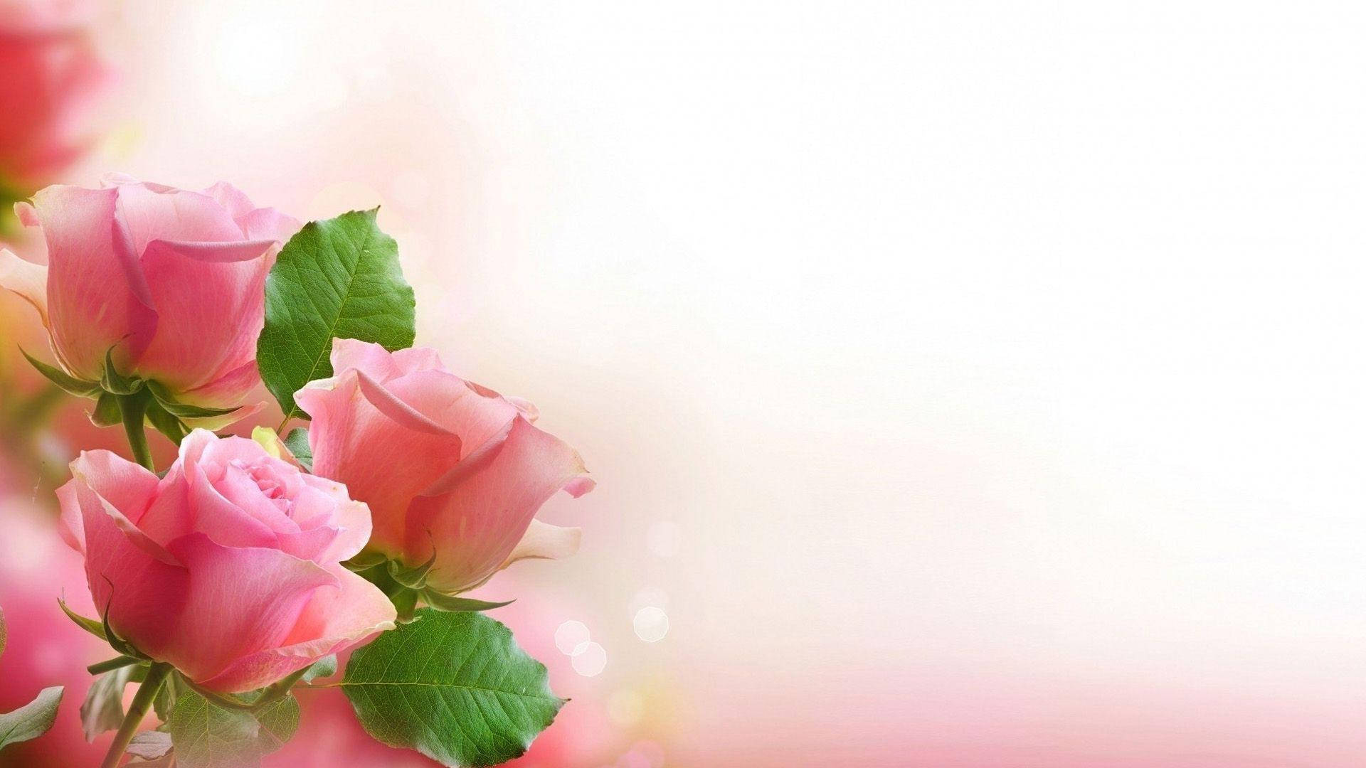 Roses 桌布 壁紙 — 柔和的粉紅玫瑰與綠葉在明亮朦朧的背景中，伴隨著鏡頭光暈，溫柔綻放。