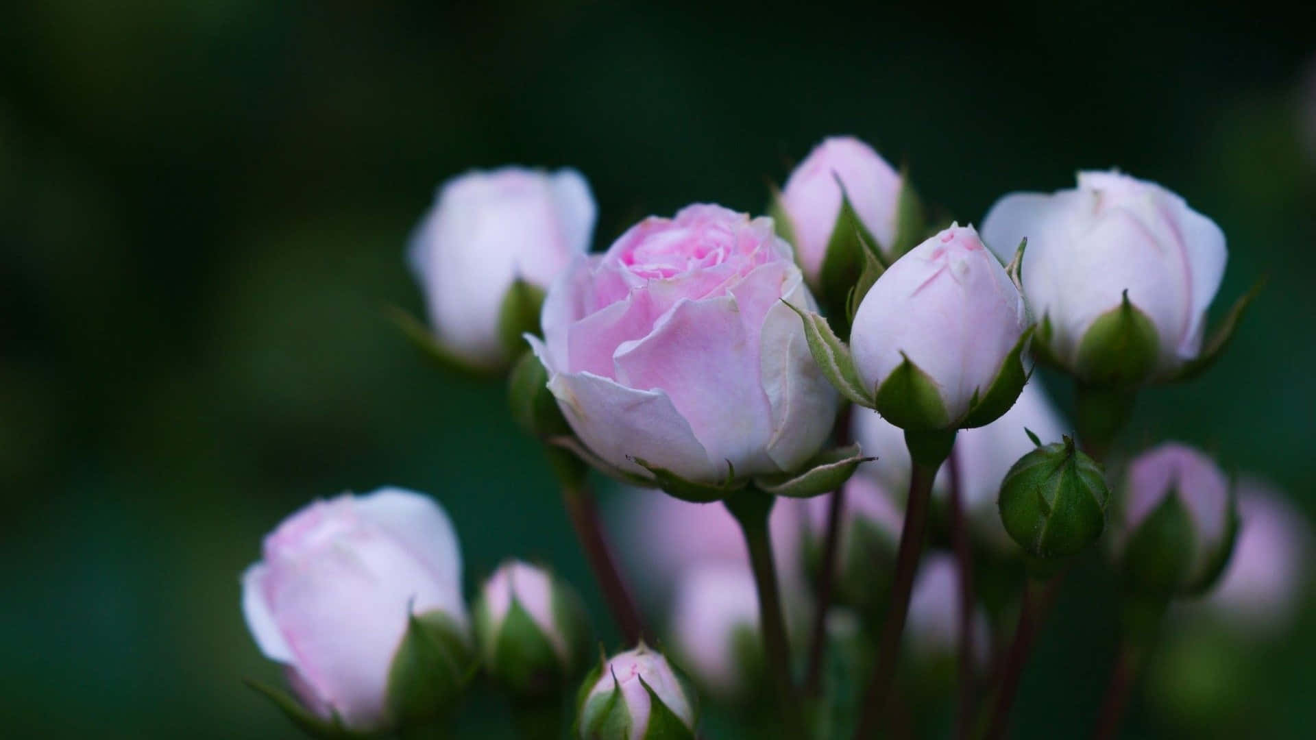 Flowers 桌布 壁紙 — 柔和的粉紅玫瑰與花蕾在模糊的深綠色花園背景下細膩綻放。