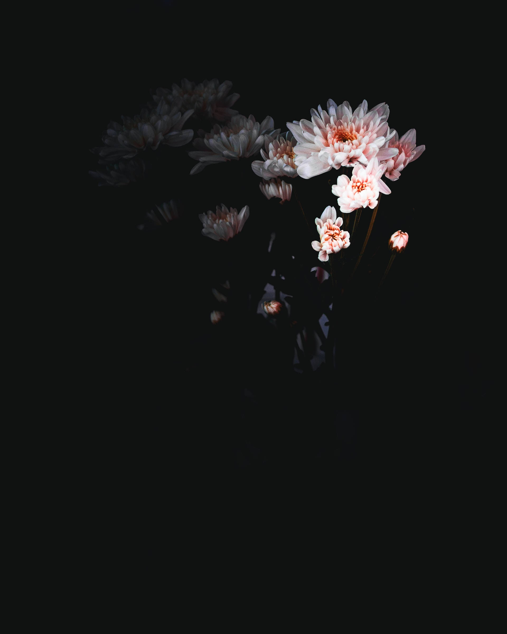Chrysanthemum 桌布 壁紙 — 柔和的粉紅與白色菊花在深黑色背景上輕輕綻放，營造出憂鬱的靜物氛圍。