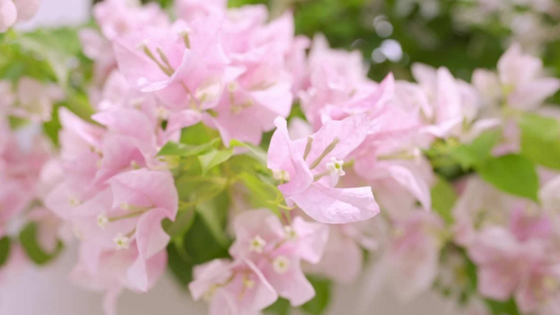 九重葛 桌布 壁紙 — 柔和的粉紅色九重葛花與綠葉在陽光明媚的花園中輕輕搖曳。