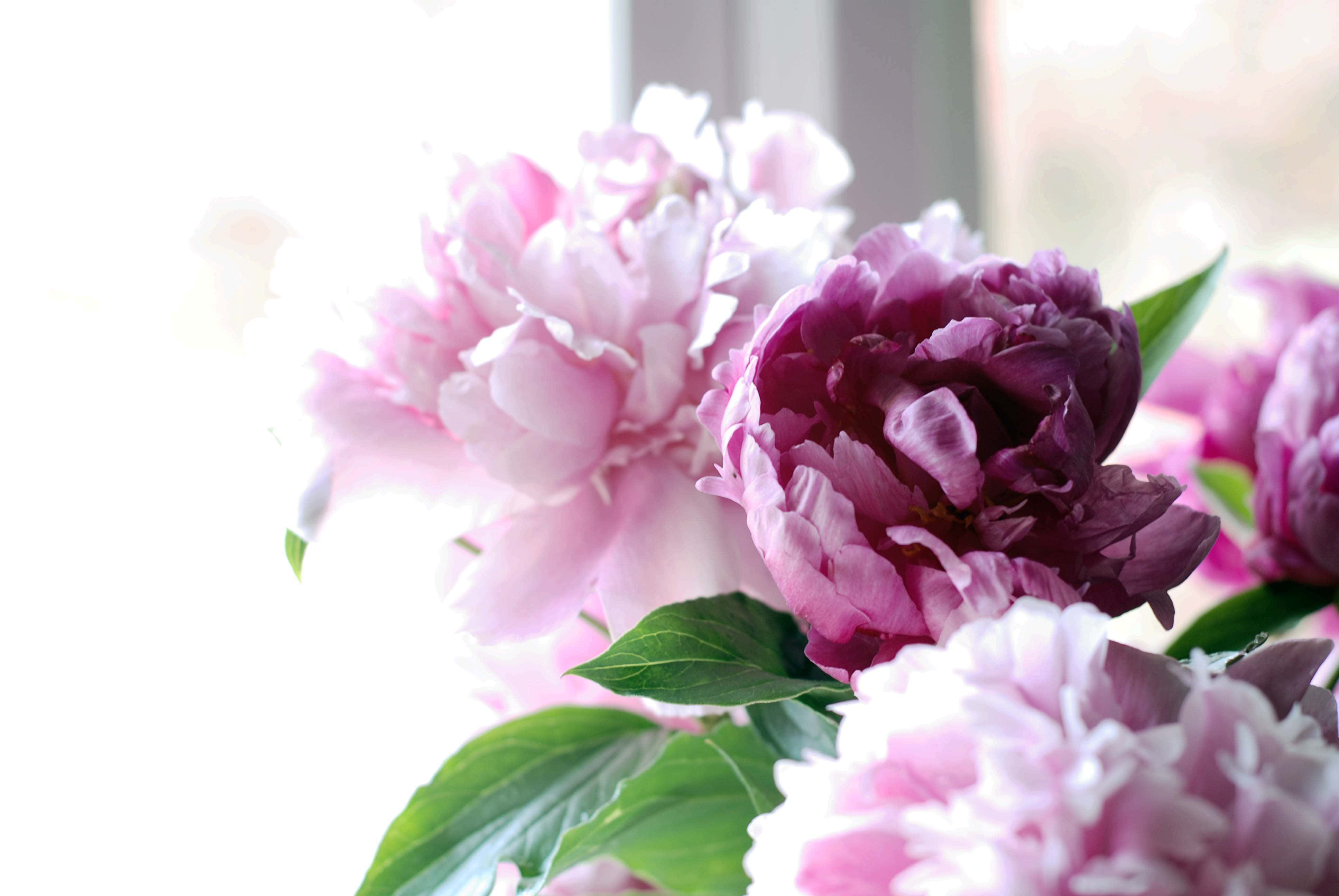 Peony 桌布 壁紙 — 柔和的粉紅色和深紫色牡丹在明亮的窗邊，在柔和的背光下茂盛綻放。