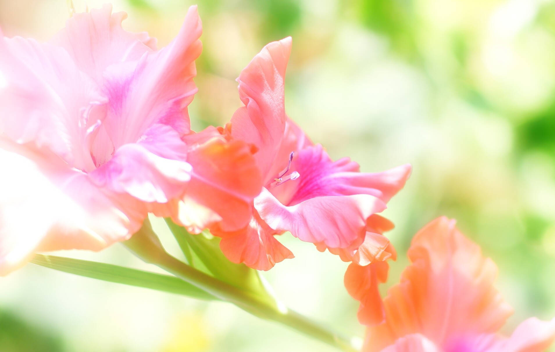 Gladiolus 桌布 壁紙 — 柔和的粉紅色和珊瑚色劍蘭花在明亮的陽光下閃耀，帶有夢幻般的綠色散景背景。