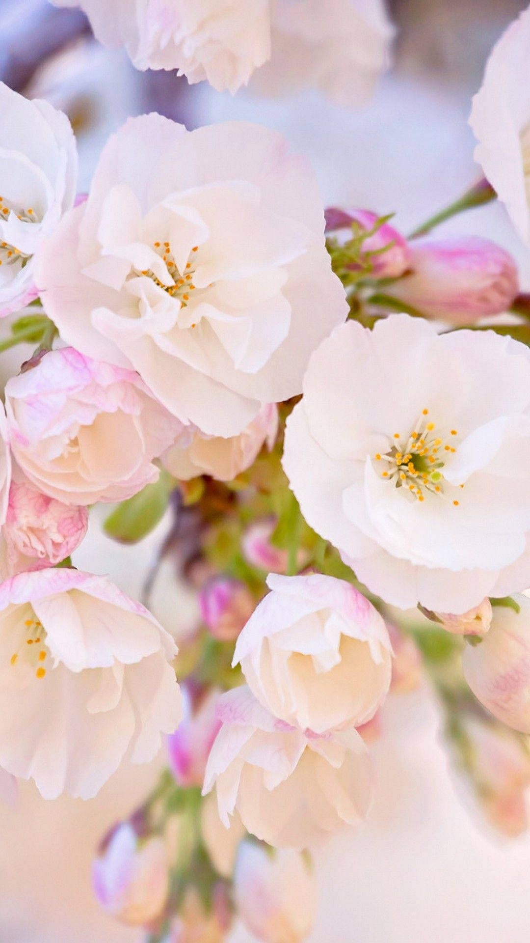 Spring Flower iPhone 桌布 壁紙 — 柔和的粉紅色和白色櫻花在夢幻般的模糊背景下細膩地綻放。