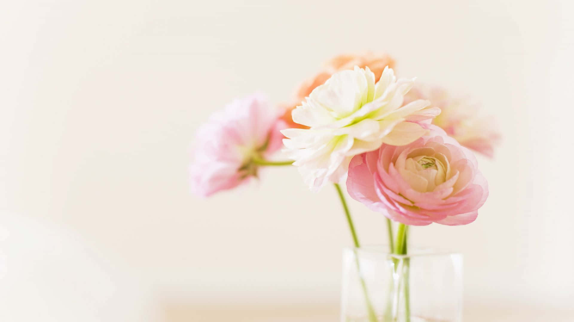 Peony 桌布 壁紙 — 柔和的粉紅色和白色毛茛花在透明玻璃花瓶中，對著明亮的奶油色背景輕輕綻放。