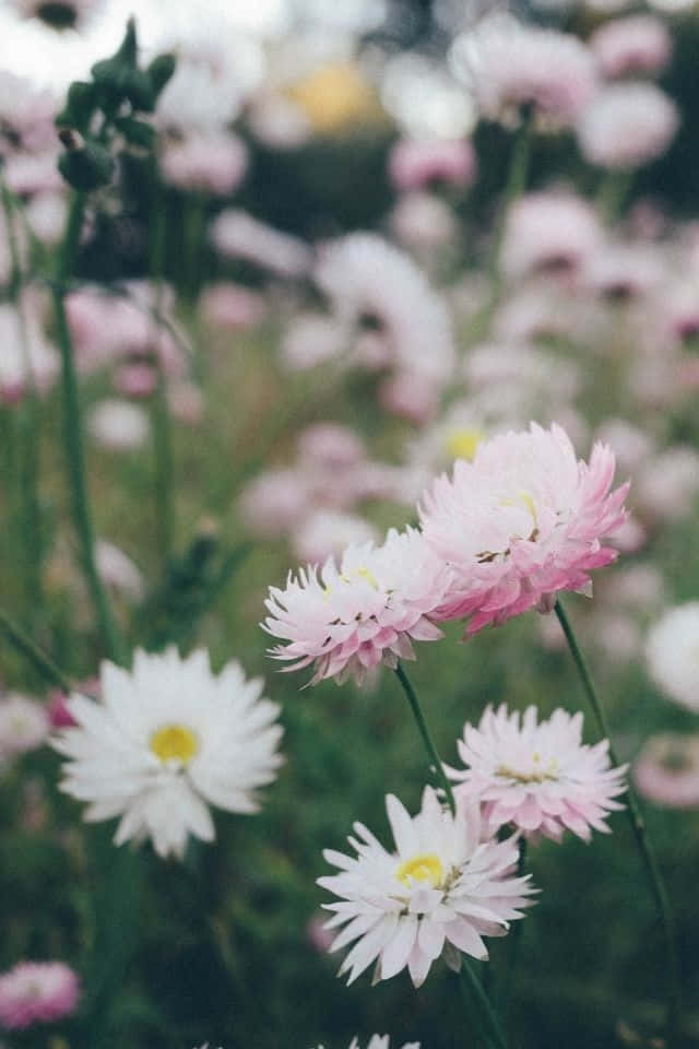 iPhone Flower 桌布 壁紙 — 柔和的粉紅色和白色永生花在陽光明媚的草地上輕輕綻放，背景是模糊的綠色植物。