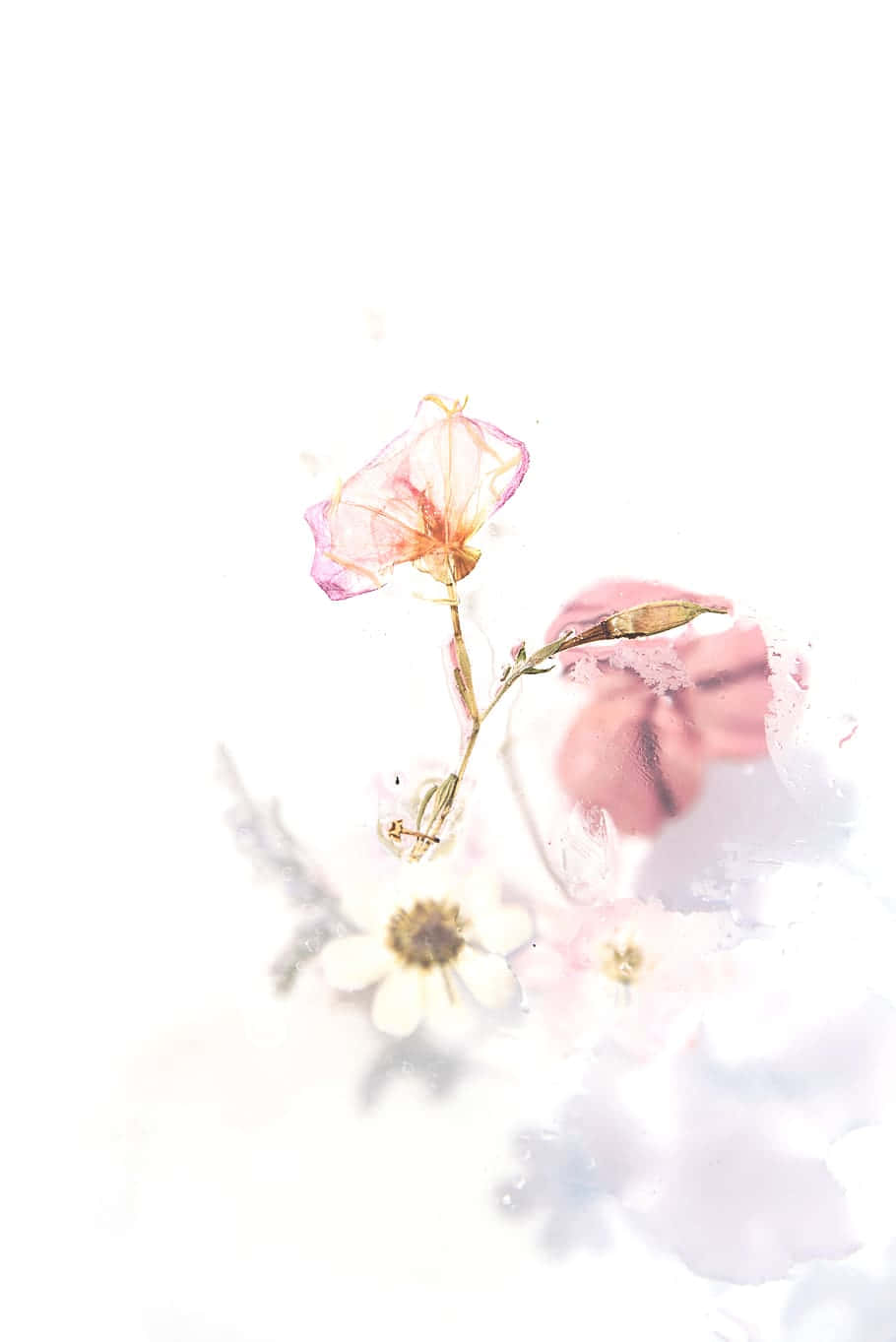 Blush Pink 桌布 壁紙 — 柔和的粉紅色和白色精緻乾花，在明亮的白色背景上漂浮，帶有夢幻的水彩渲染效果。