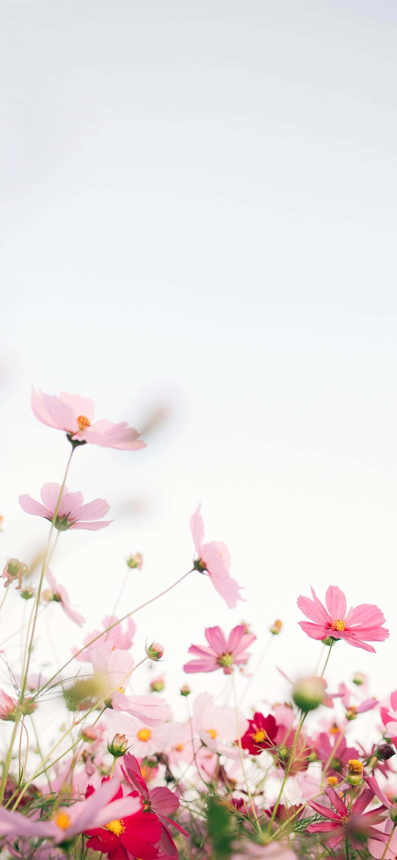 Cute Spring iPhone 桌布 壁紙 — 柔和的粉紅色和紅色波斯菊在陽光明媚的田野中，對著明亮的白色天空輕輕綻放。