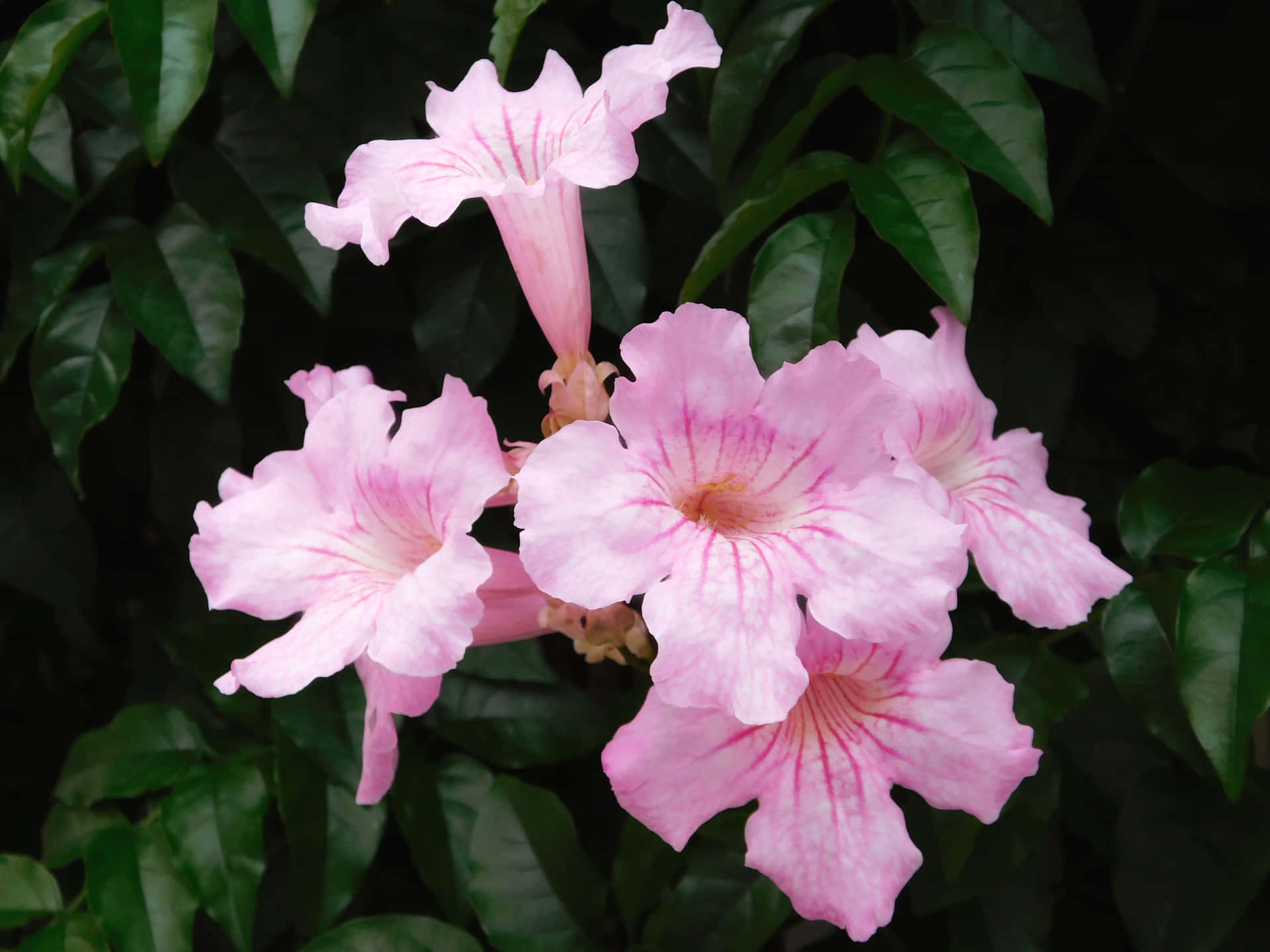 Flowers outdoors in the garden 壁紙 — 柔和的粉紅色喇叭花帶有精緻條紋，在茂密深綠色葉子的背景下鮮豔綻放。