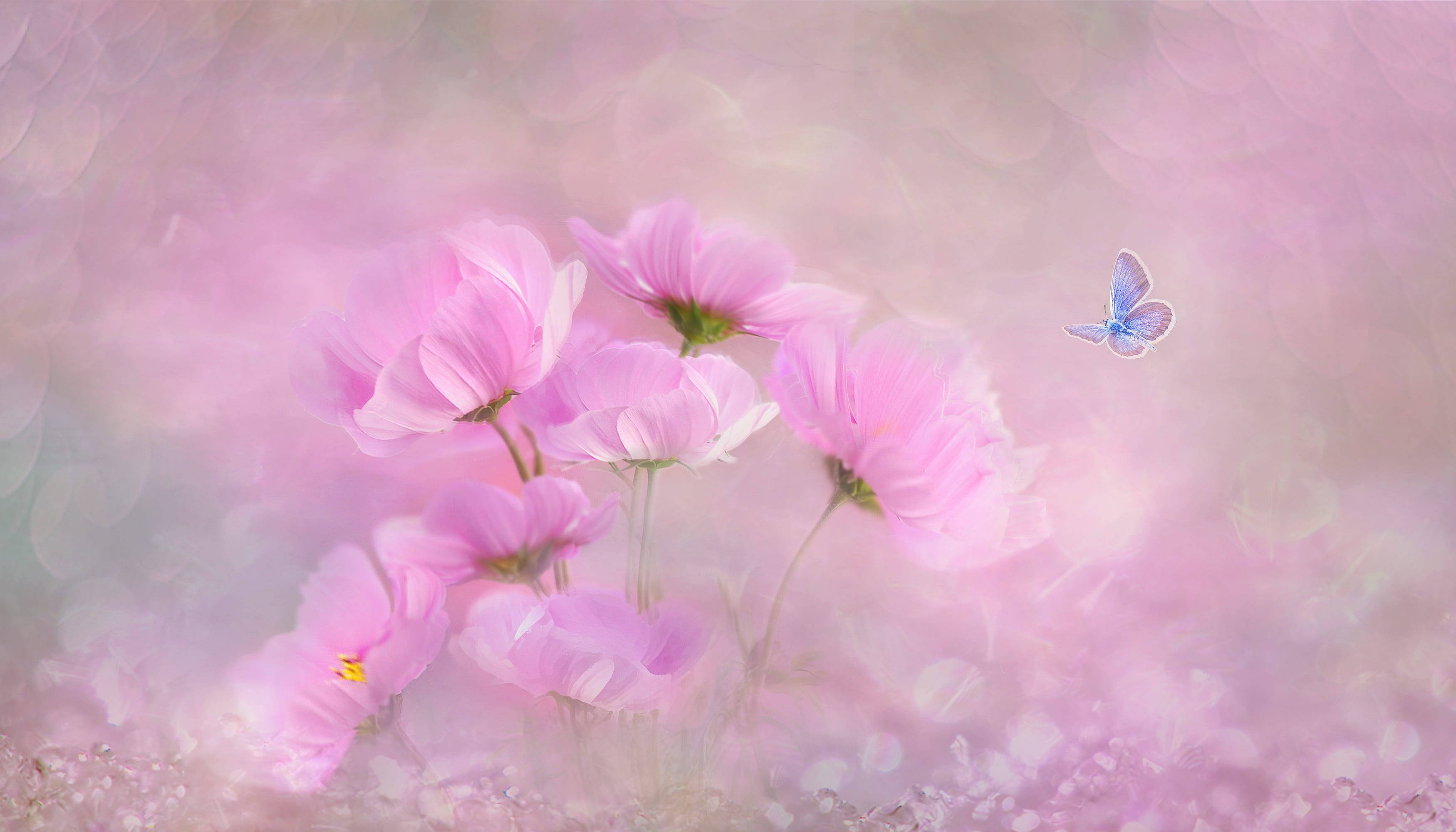Beautiful Butterfly 桌布 壁紙 — 柔和的粉紅色大波斯菊花朵輕輕綻放，一隻精緻的藍色蝴蝶在夢幻般的粉彩散景背景附近翩翩飛舞。