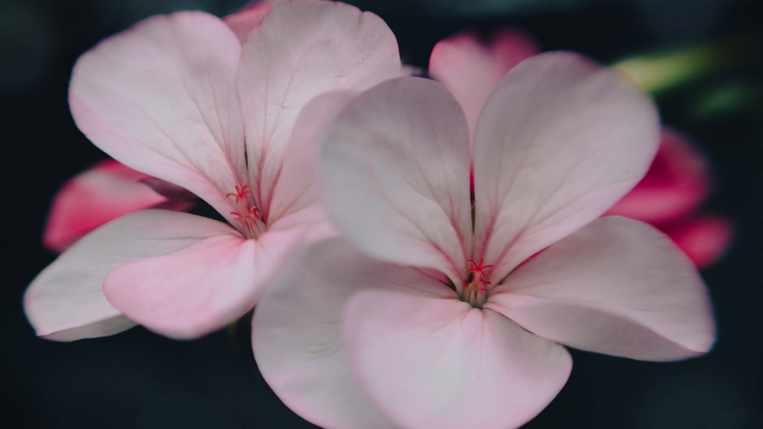 Flowers 桌布 壁紙 — 柔和的粉紅色天竺葵花在黑暗模糊的背景上綻放，帶有精緻的花瓣和紅色雄蕊。