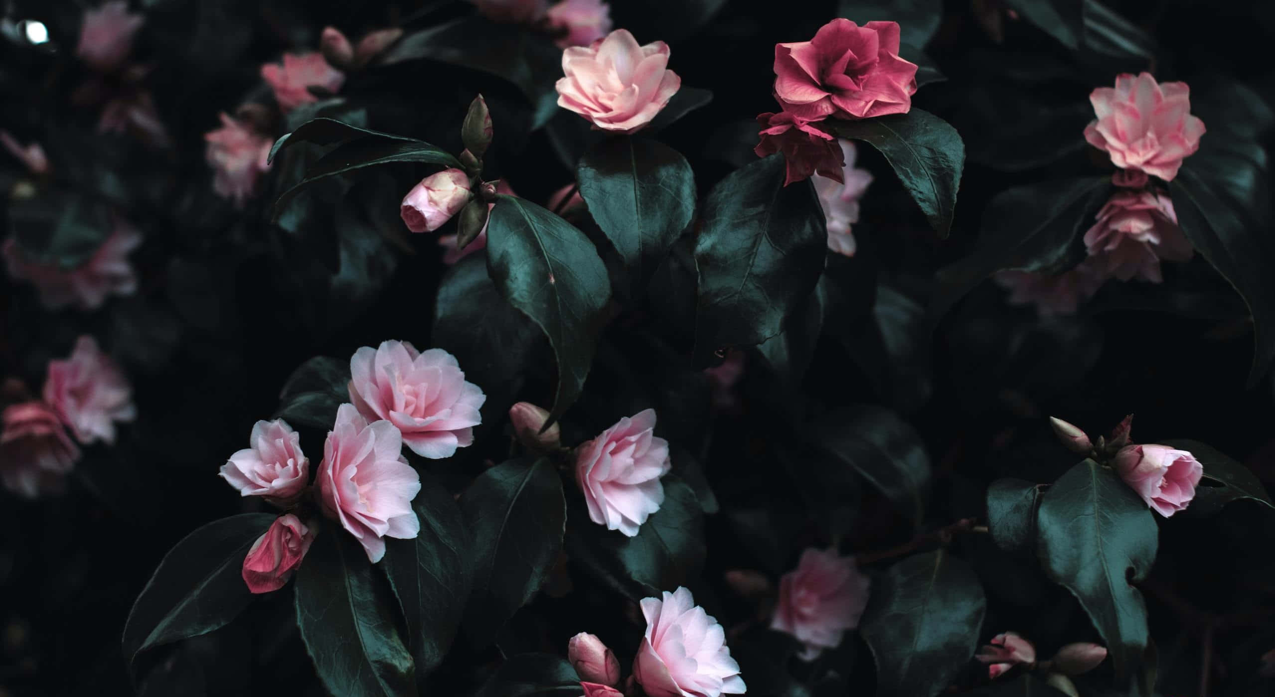 Flowers 桌布 壁紙 — 柔和的粉紅色山茶花在深綠色葉子襯托下，在陰暗、陰影的花園場景中盛開。