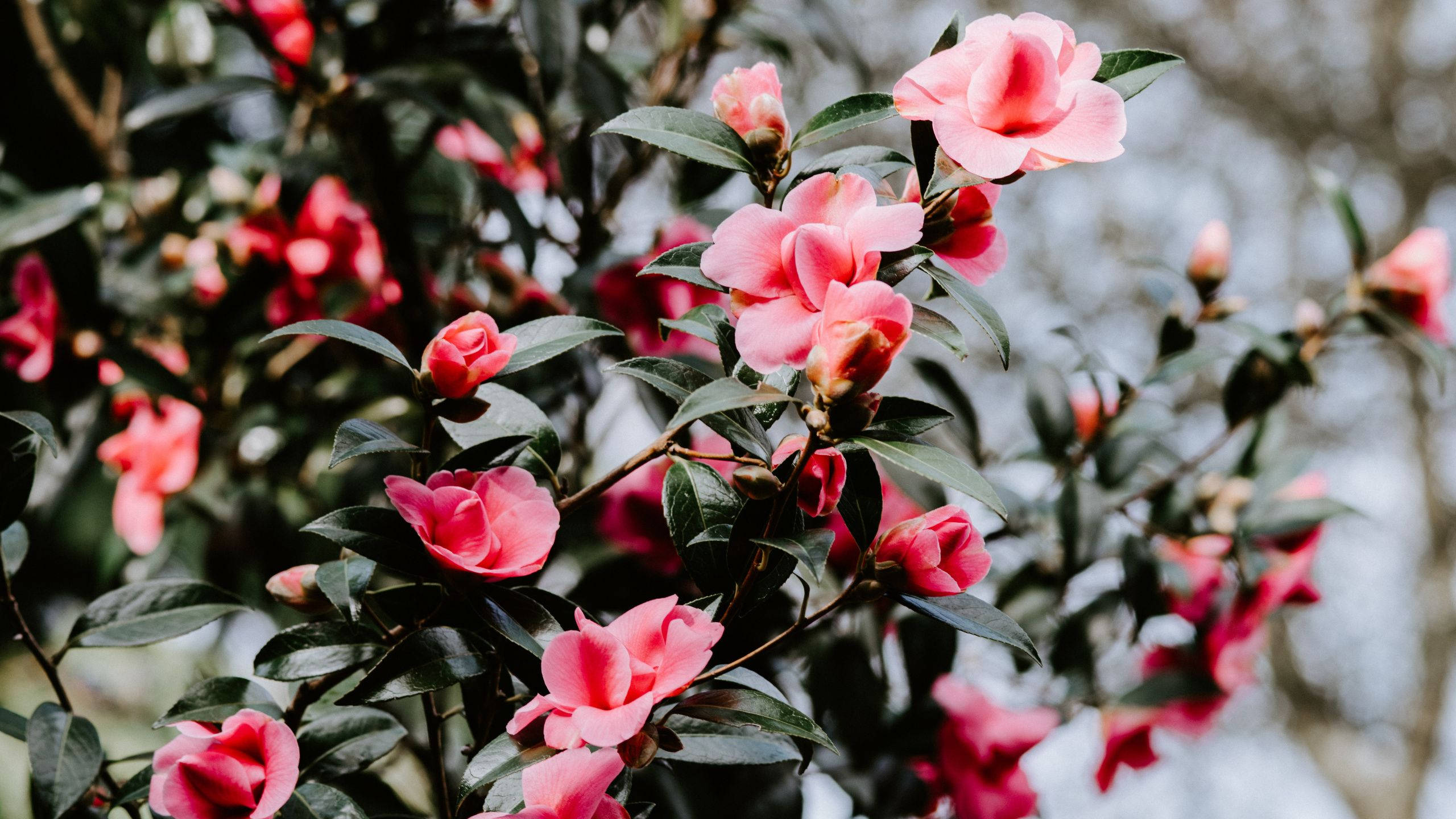 Camellia Sasanqua 桌布 壁紙 — 柔和的粉紅色山茶花在陽光花園中隨風輕輕搖曳，葉片光澤翠綠。