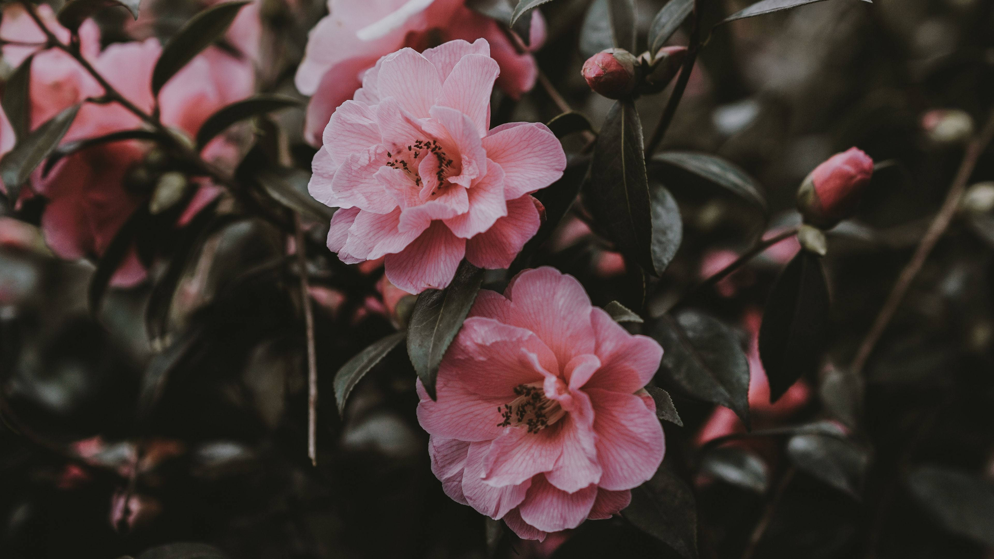 Pink Flowers 桌布 壁紙 — 柔和的粉紅色山茶花與深綠色葉子在模糊的自然背景下細膩綻放。