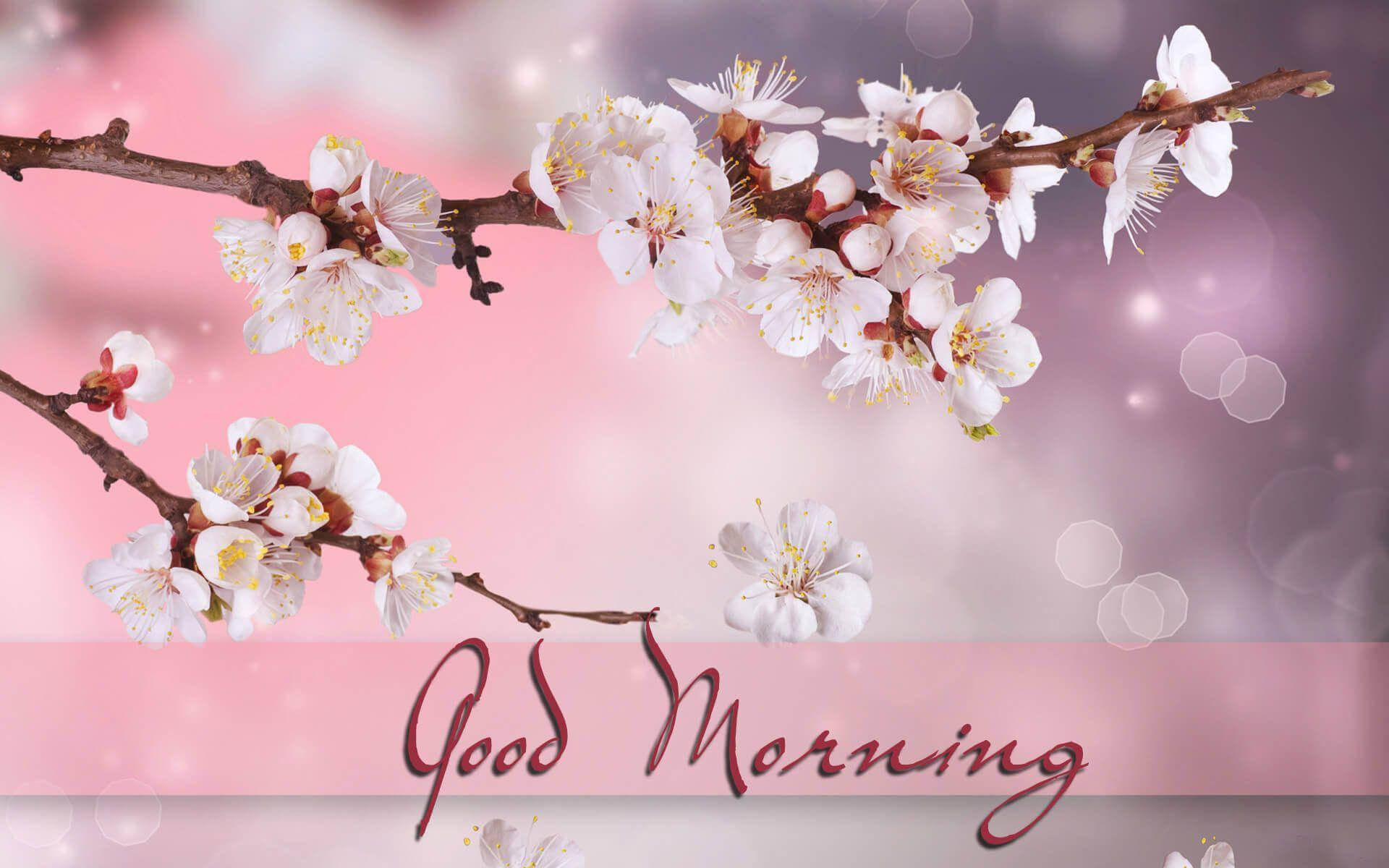 Morning 桌布 壁紙 — 柔和的粉紅色散景背景上，深色樹枝上盛開著精緻的白色櫻花，下方寫有「早安」。